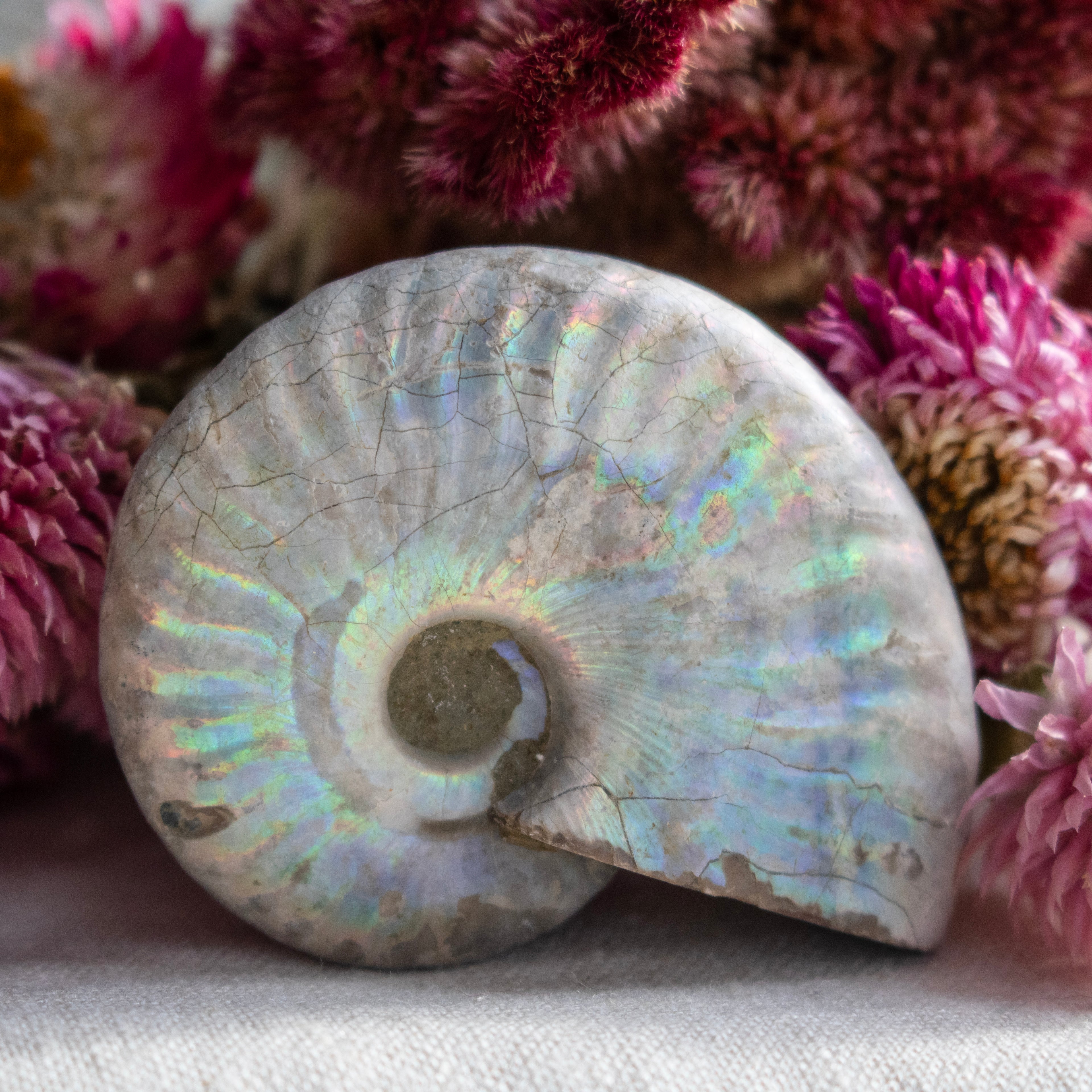 Ammonite Fossil with Natural White Iridescent Aragonite Coating