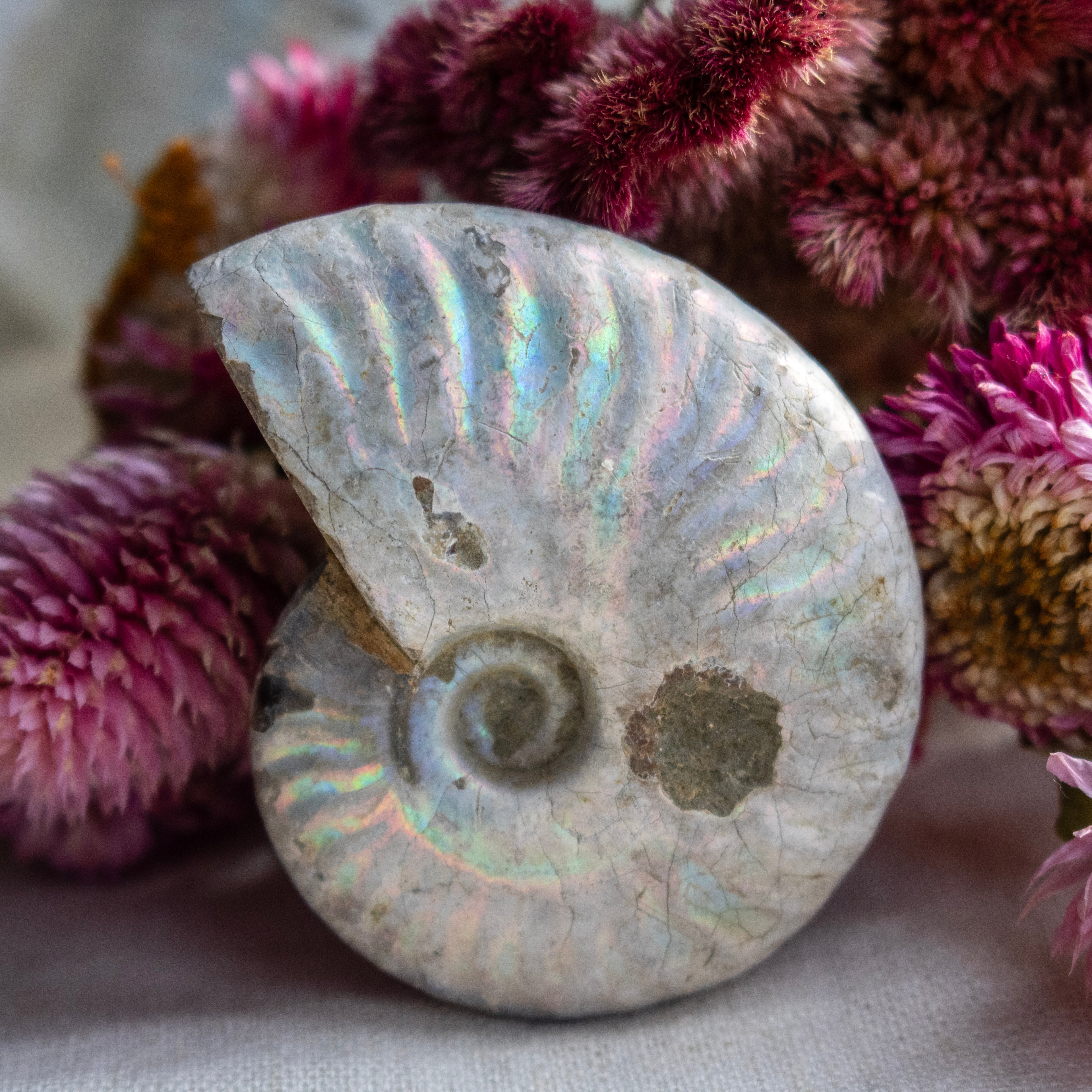 Ammonite Fossil with Natural White Iridescent Aragonite Coating