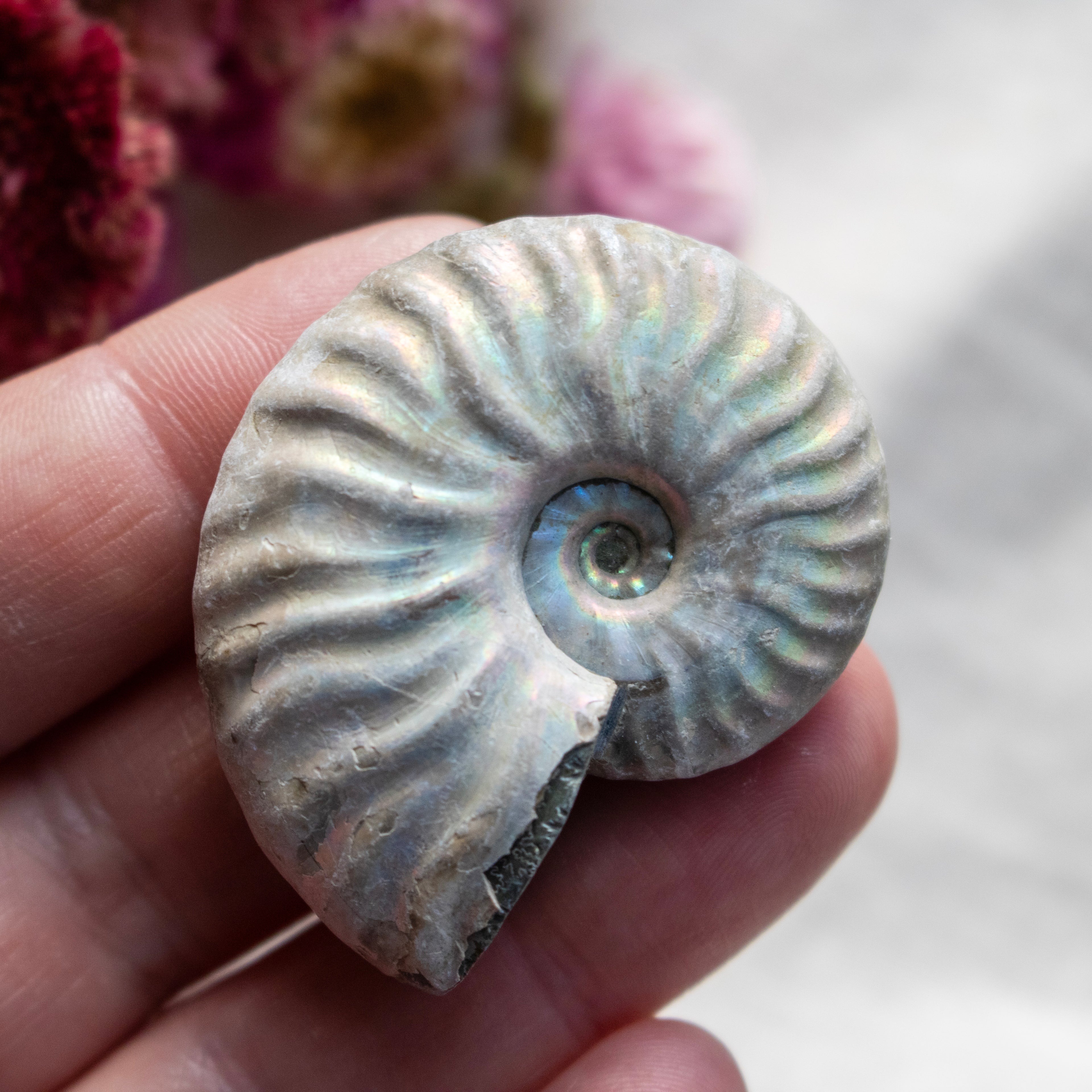 Ammonite Fossil with Natural White Iridescent Aragonite Coating