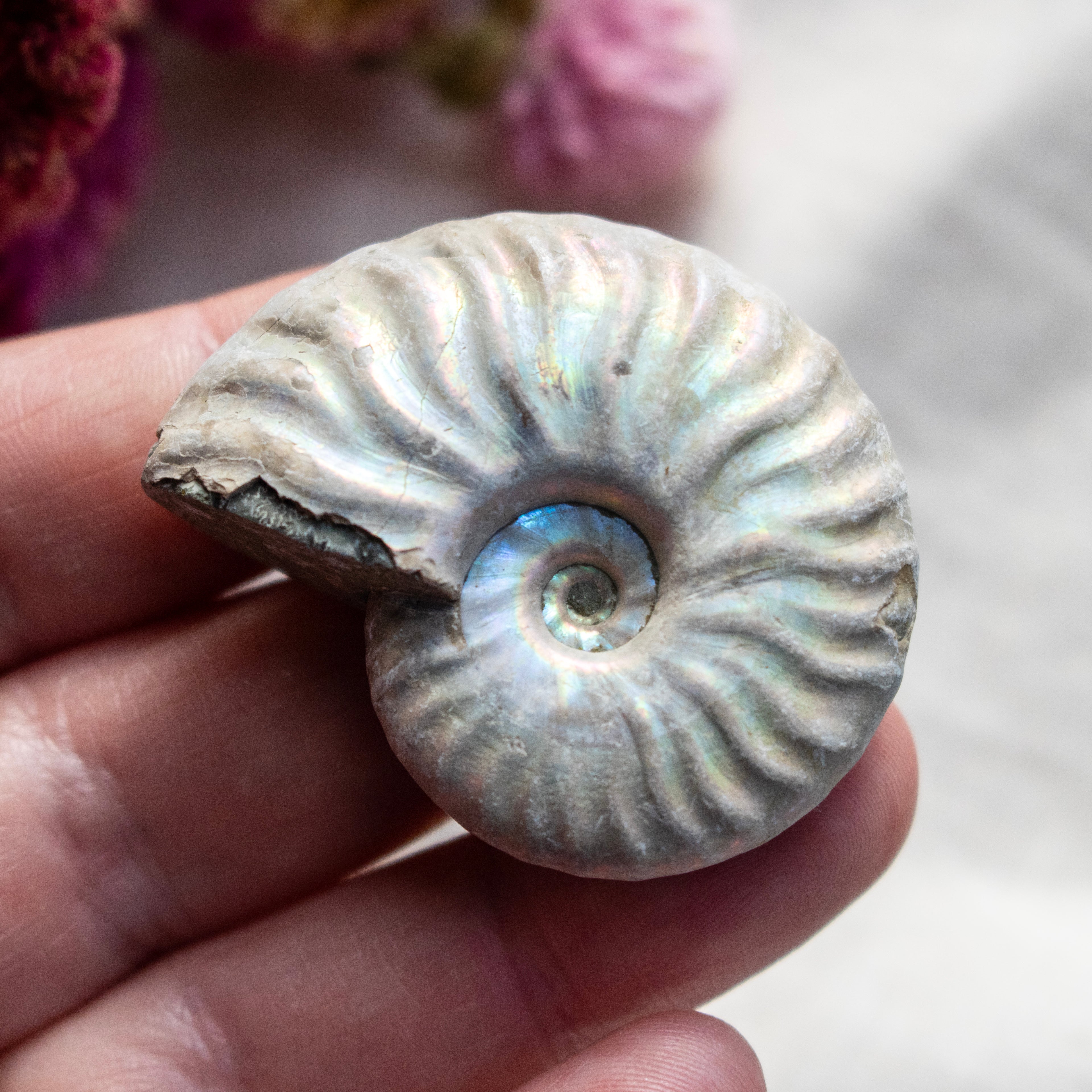 Ammonite Fossil with Natural White Iridescent Aragonite Coating