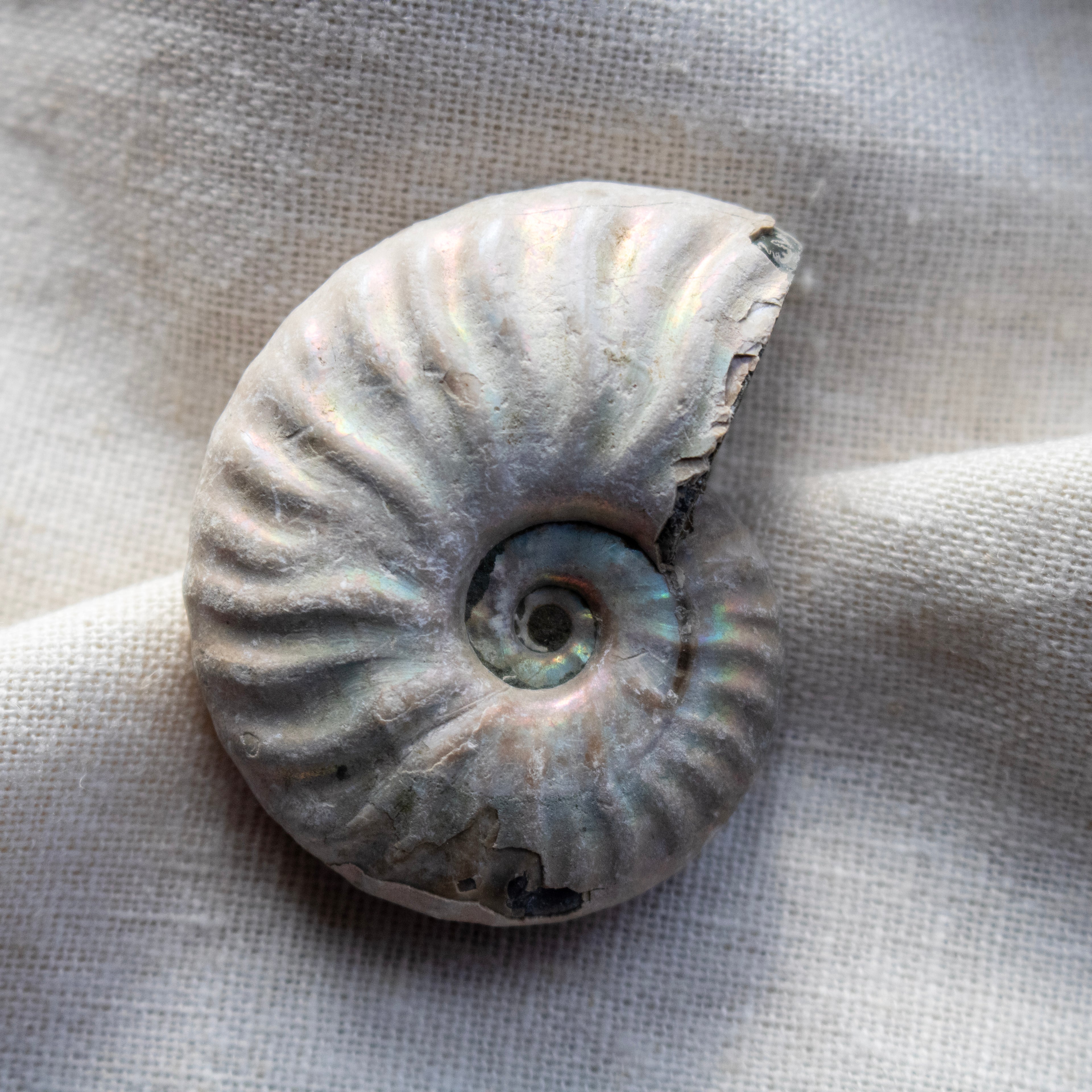 Ammonite Fossil with Natural White Iridescent Aragonite Coating