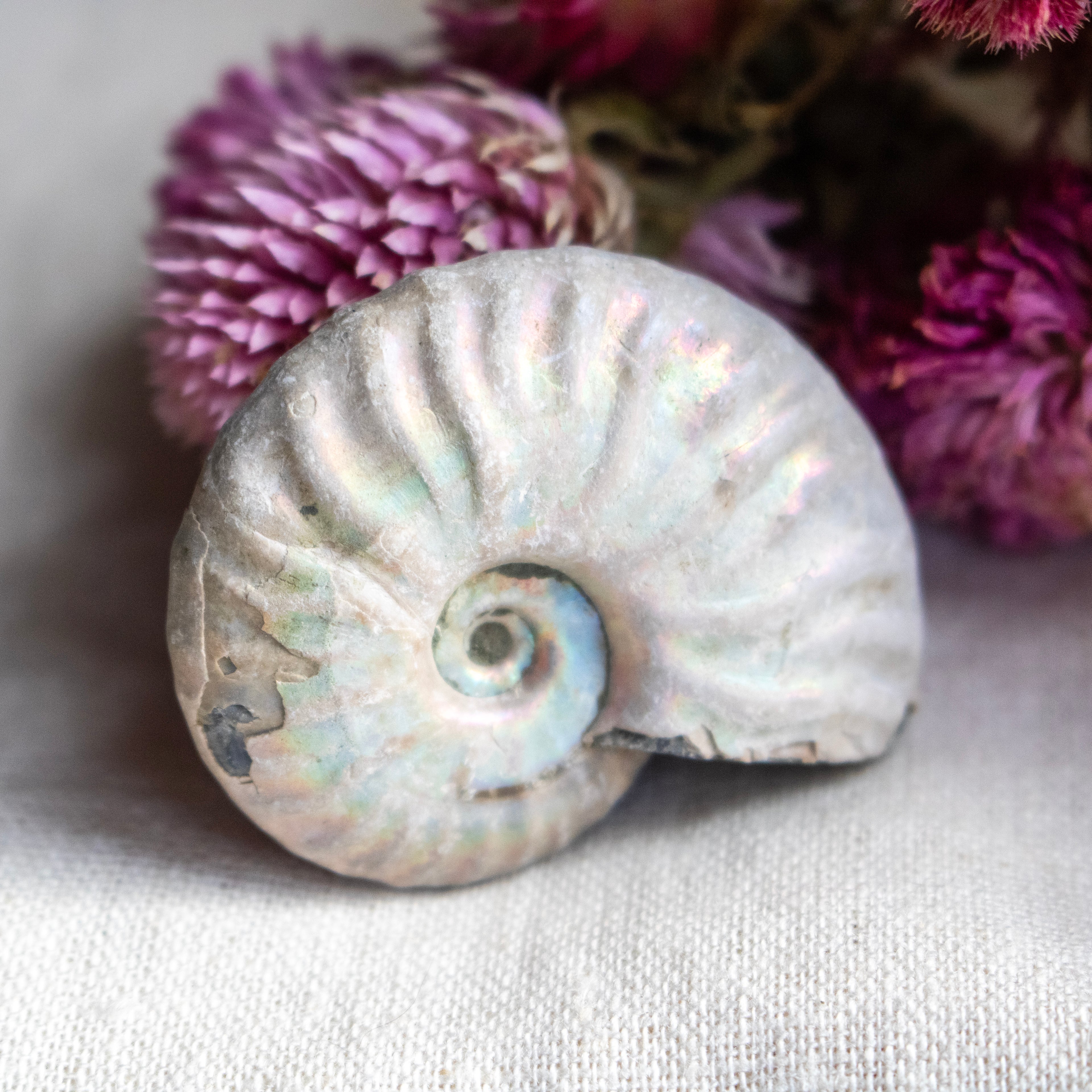 Ammonite Fossil with Natural White Iridescent Aragonite Coating