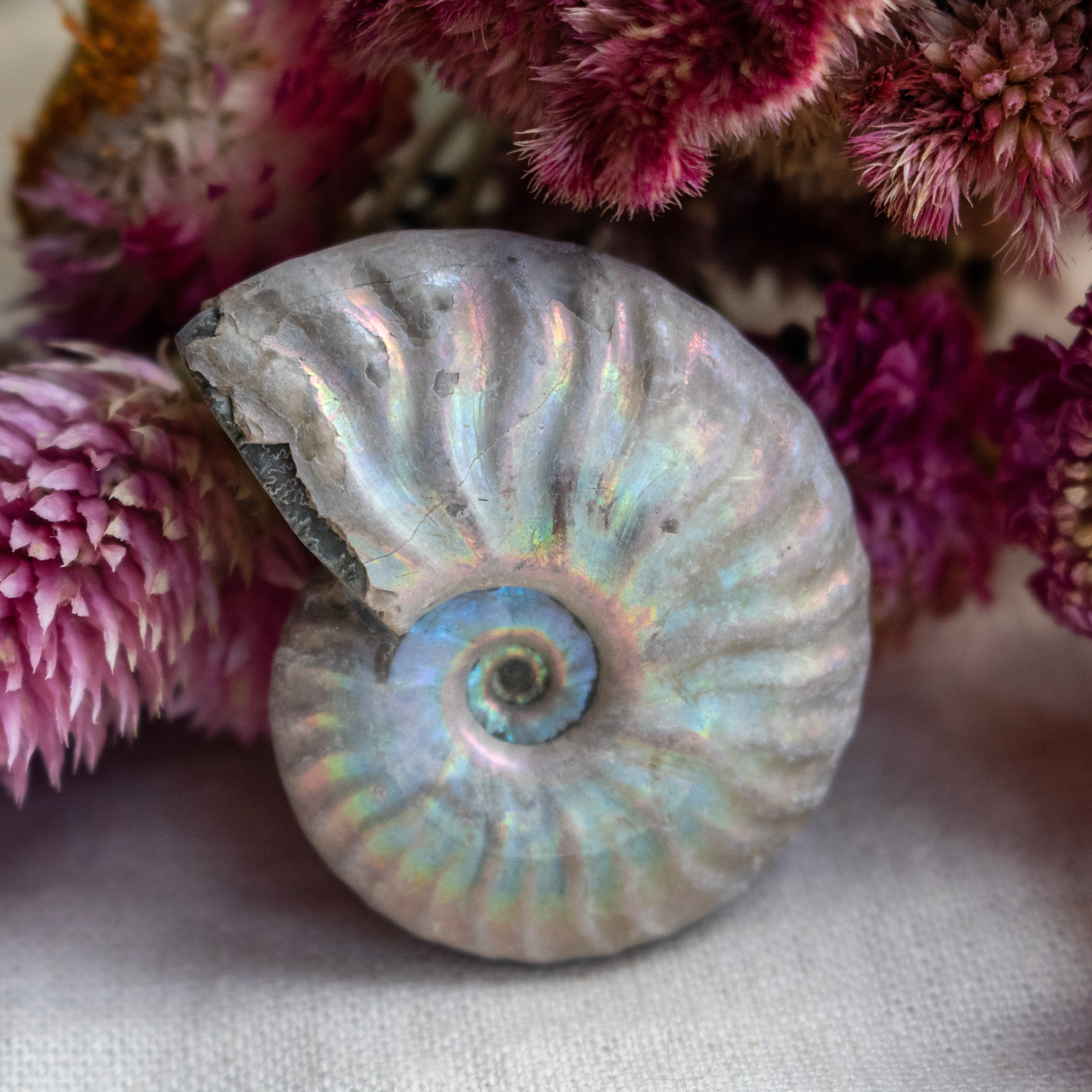 Ammonite Fossil with Natural White Iridescent Aragonite Coating