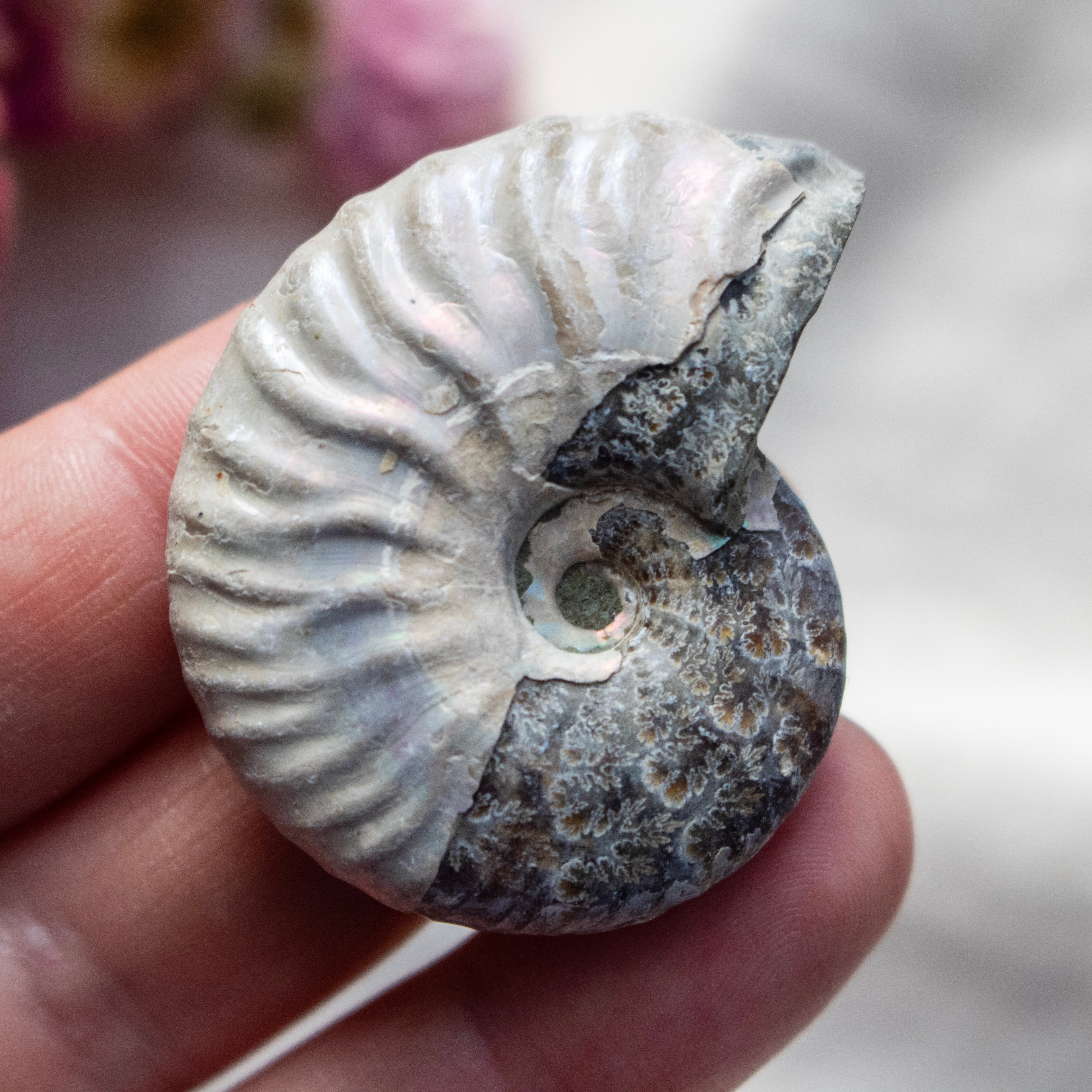 Ammonite Fossil with Natural White Iridescent Aragonite Coating