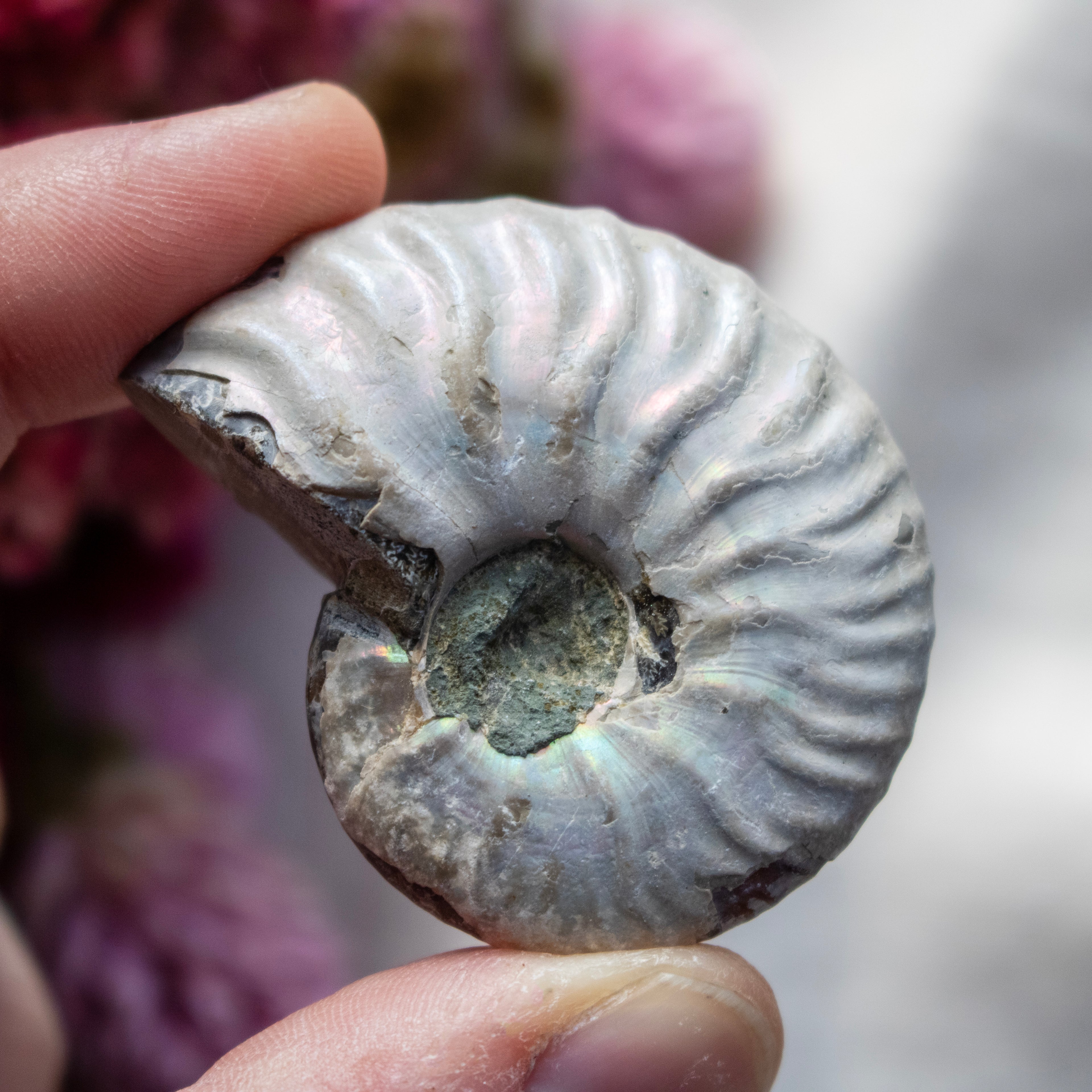 Ammonite Fossil with Natural White Iridescent Aragonite Coating