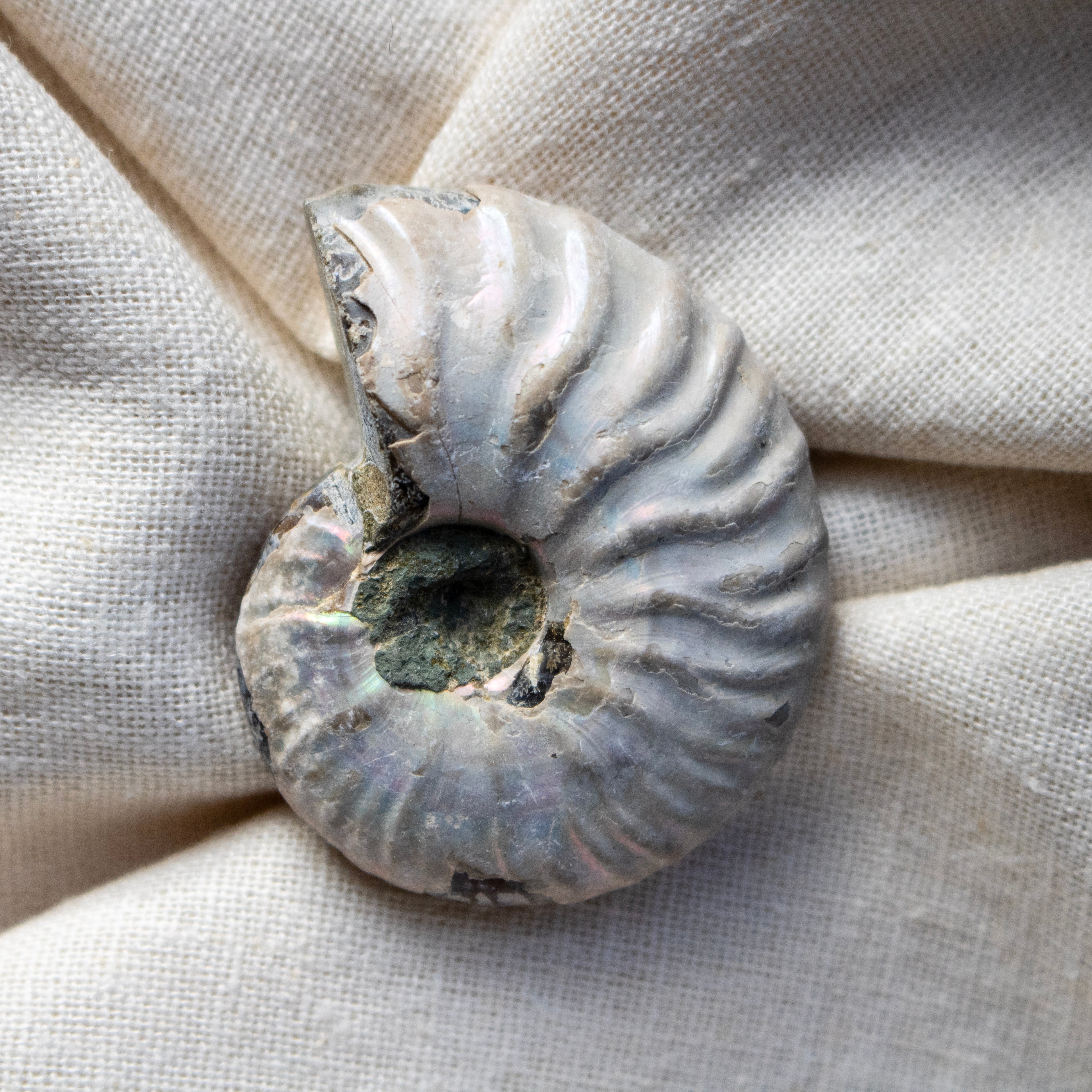 Ammonite Fossil with Natural White Iridescent Aragonite Coating
