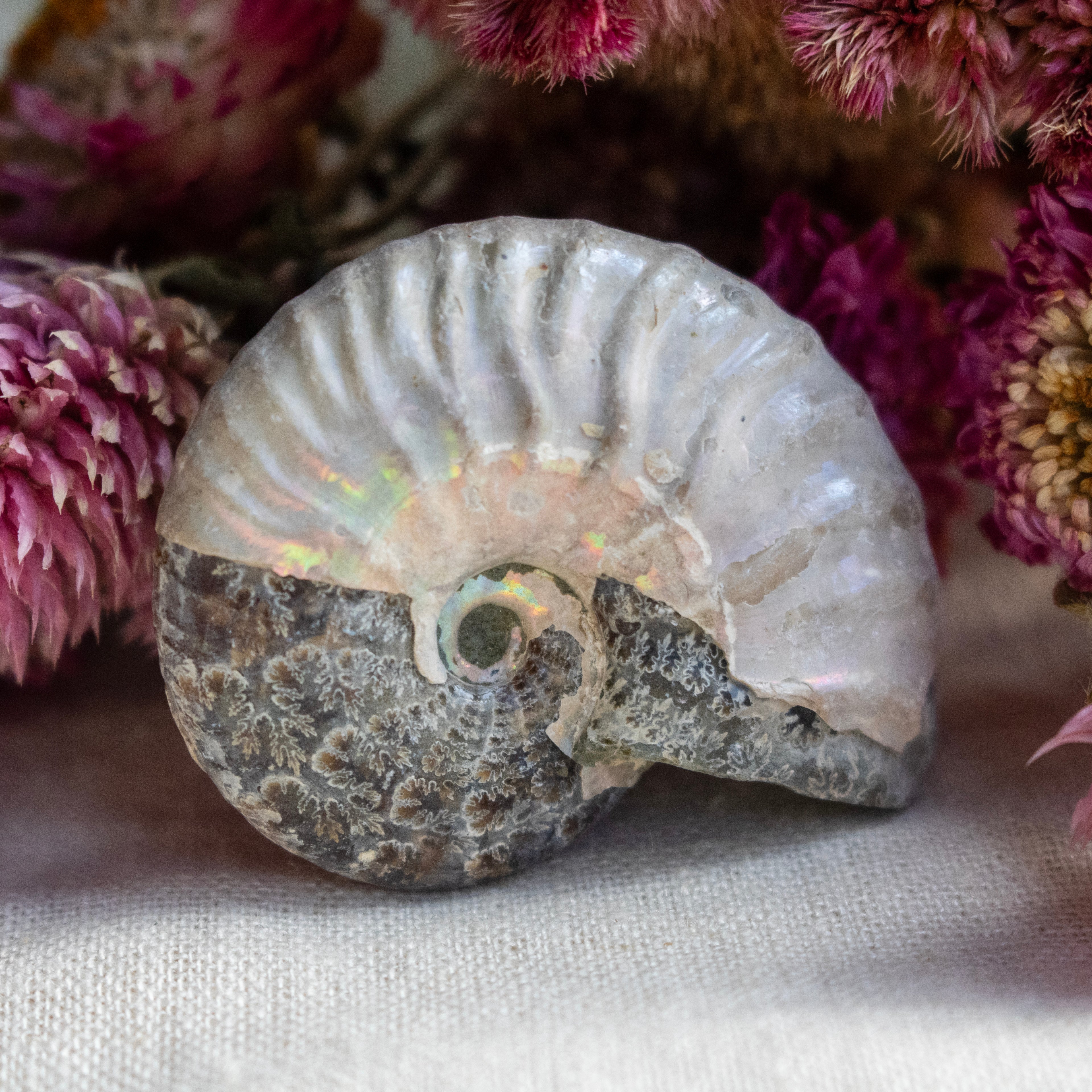 Ammonite Fossil with Natural White Iridescent Aragonite Coating