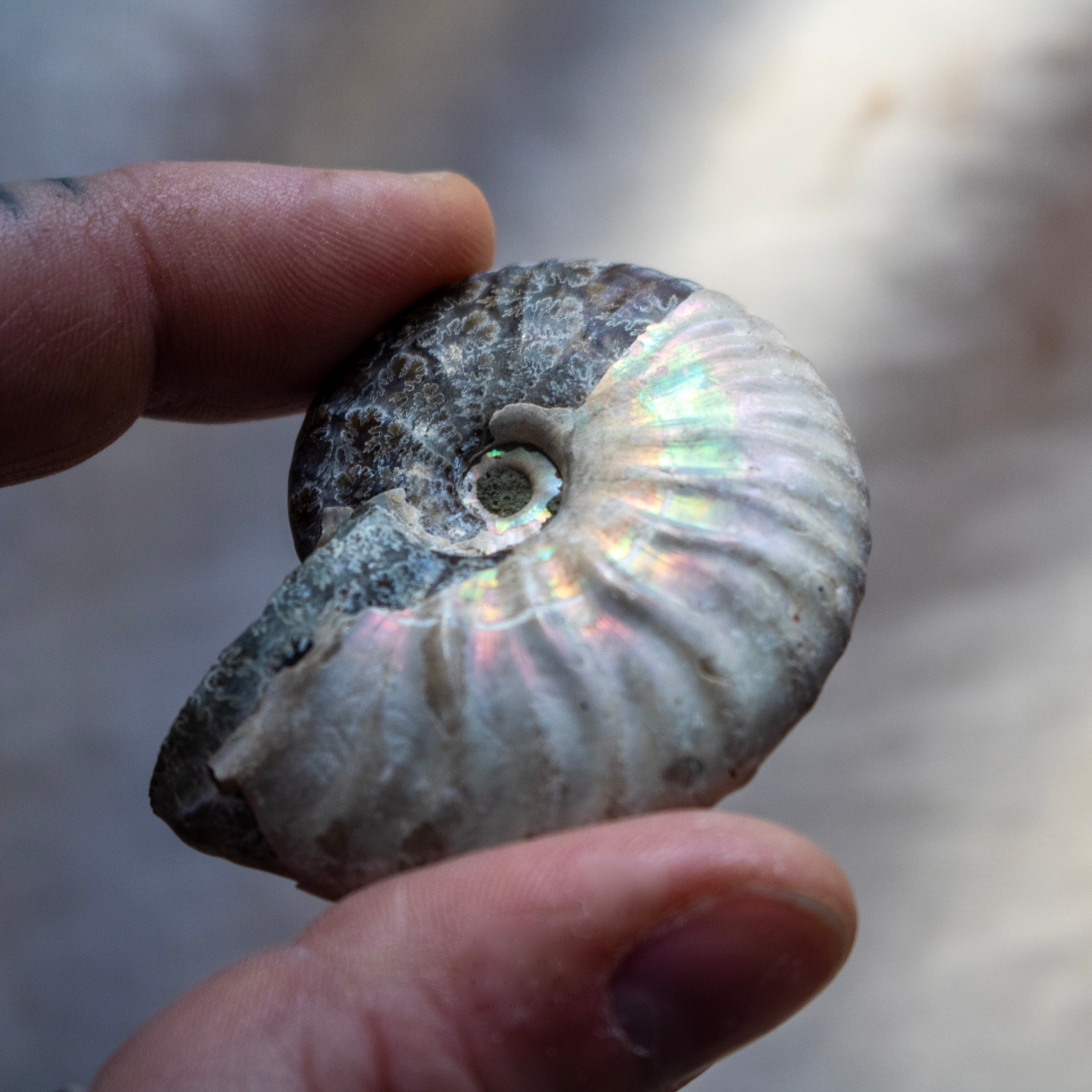 Ammonite Fossil with Natural White Iridescent Aragonite Coating