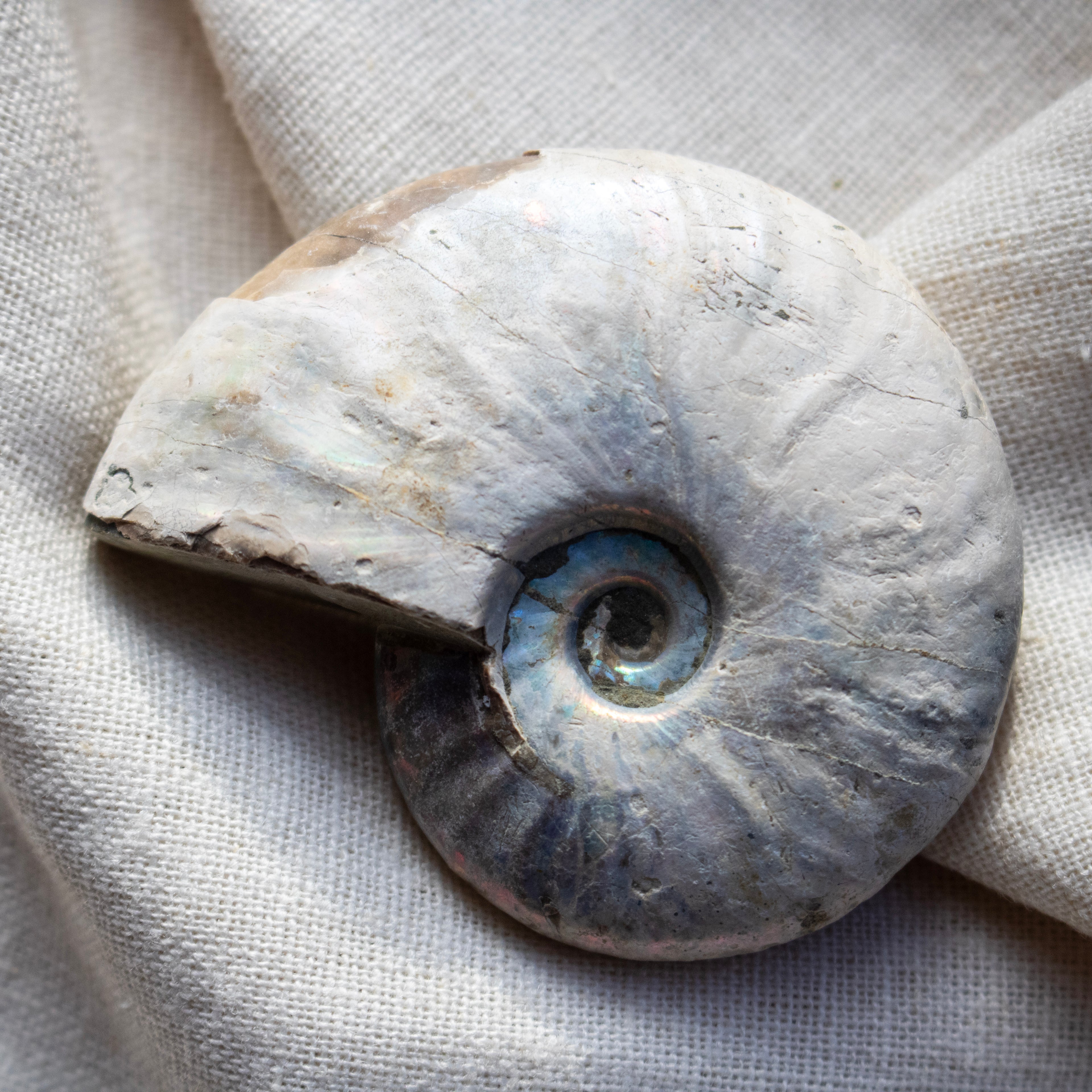 Ammonite Fossil with Natural White Iridescent Aragonite Coating