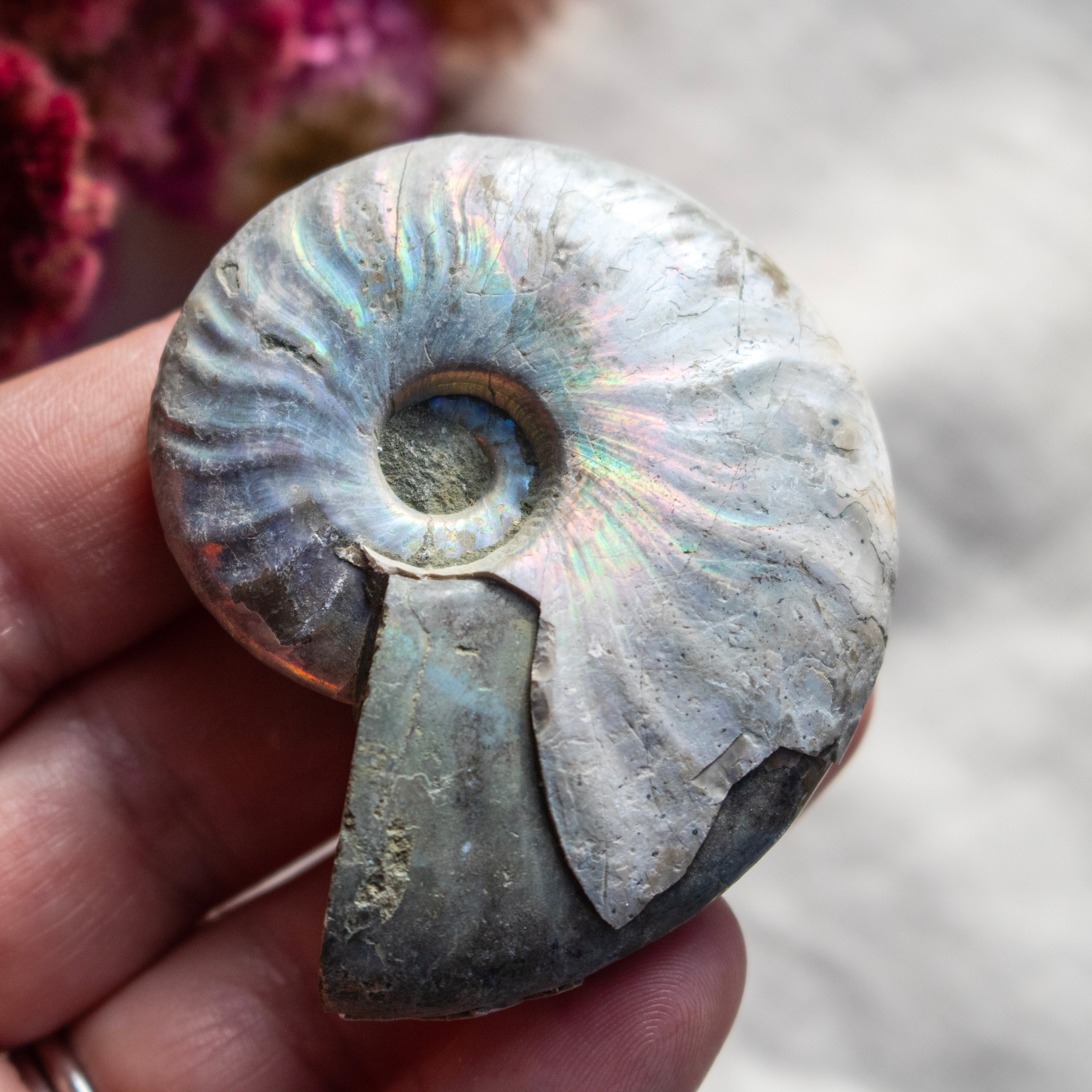 Ammonite Fossil with Natural White Iridescent Aragonite Coating