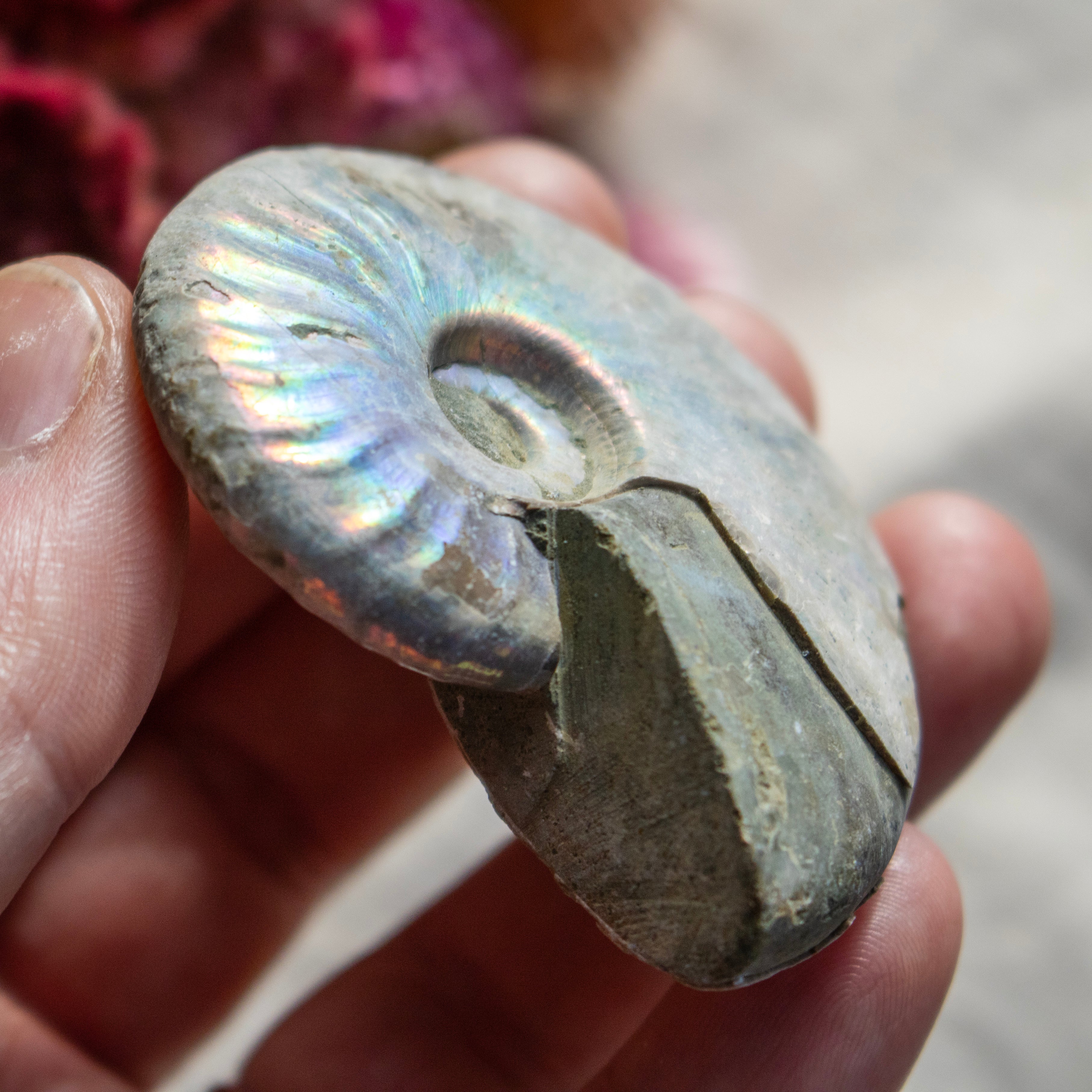 Ammonite Fossil with Natural White Iridescent Aragonite Coating