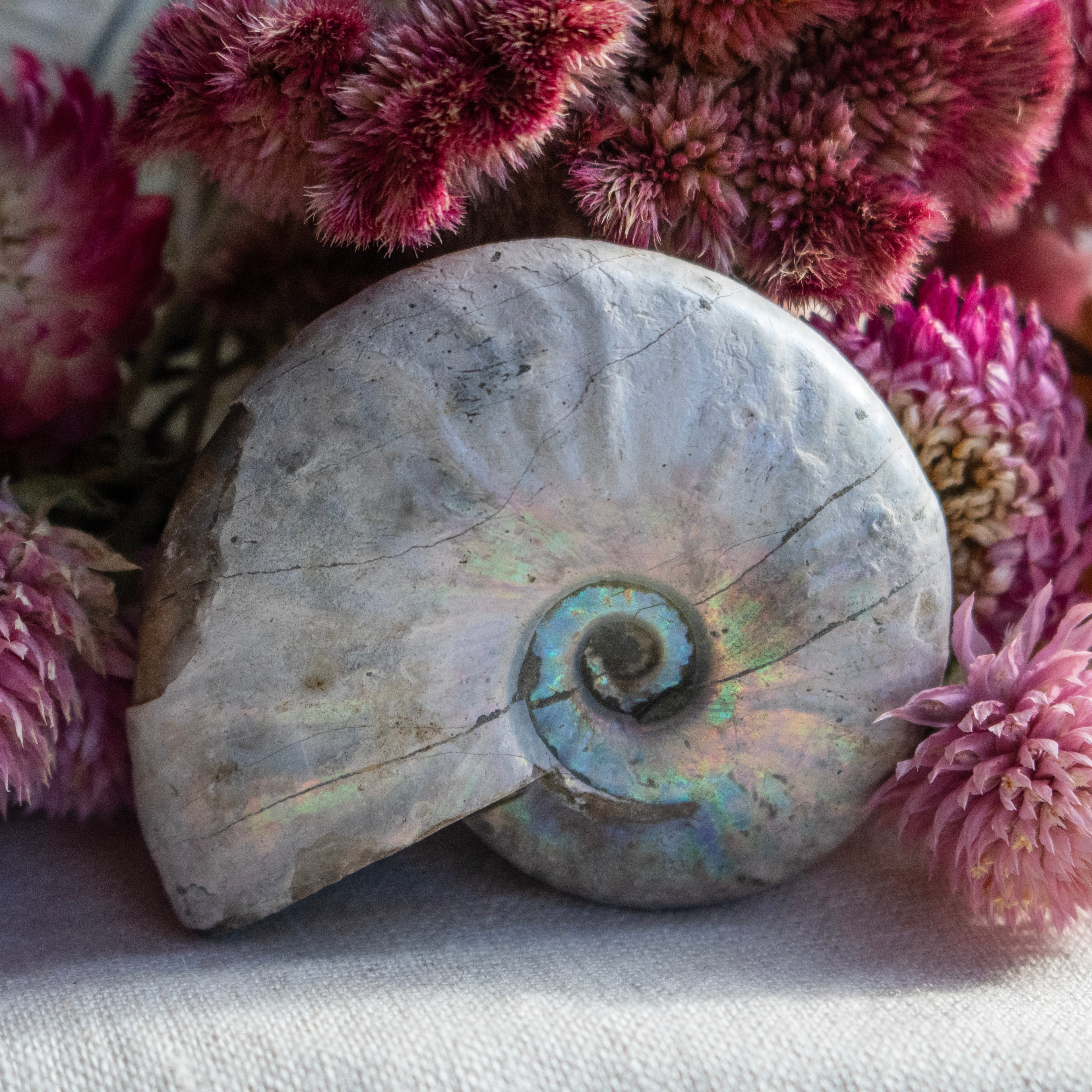 Ammonite Fossil with Natural White Iridescent Aragonite Coating