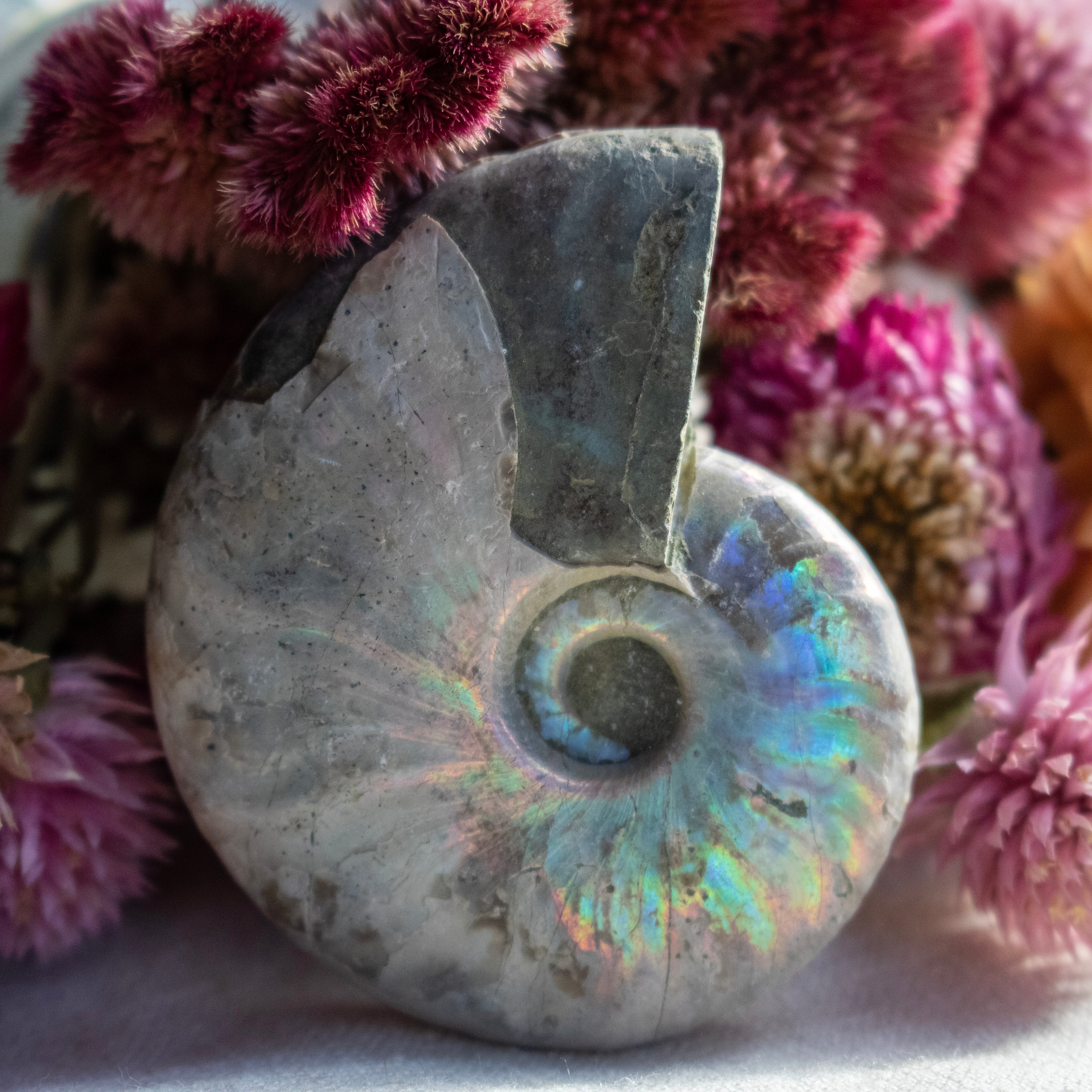 Ammonite Fossil with Natural White Iridescent Aragonite Coating