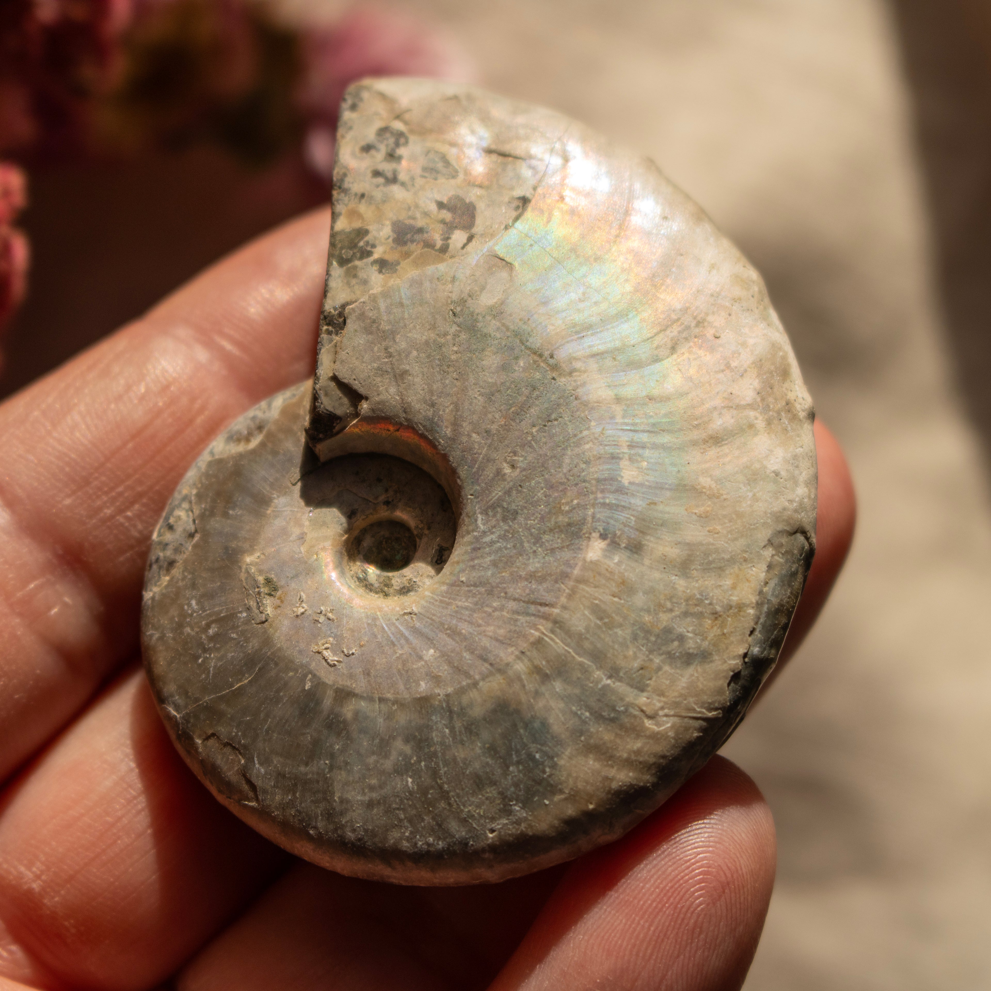 Ammonite Fossil with Natural White Iridescent Aragonite Coating