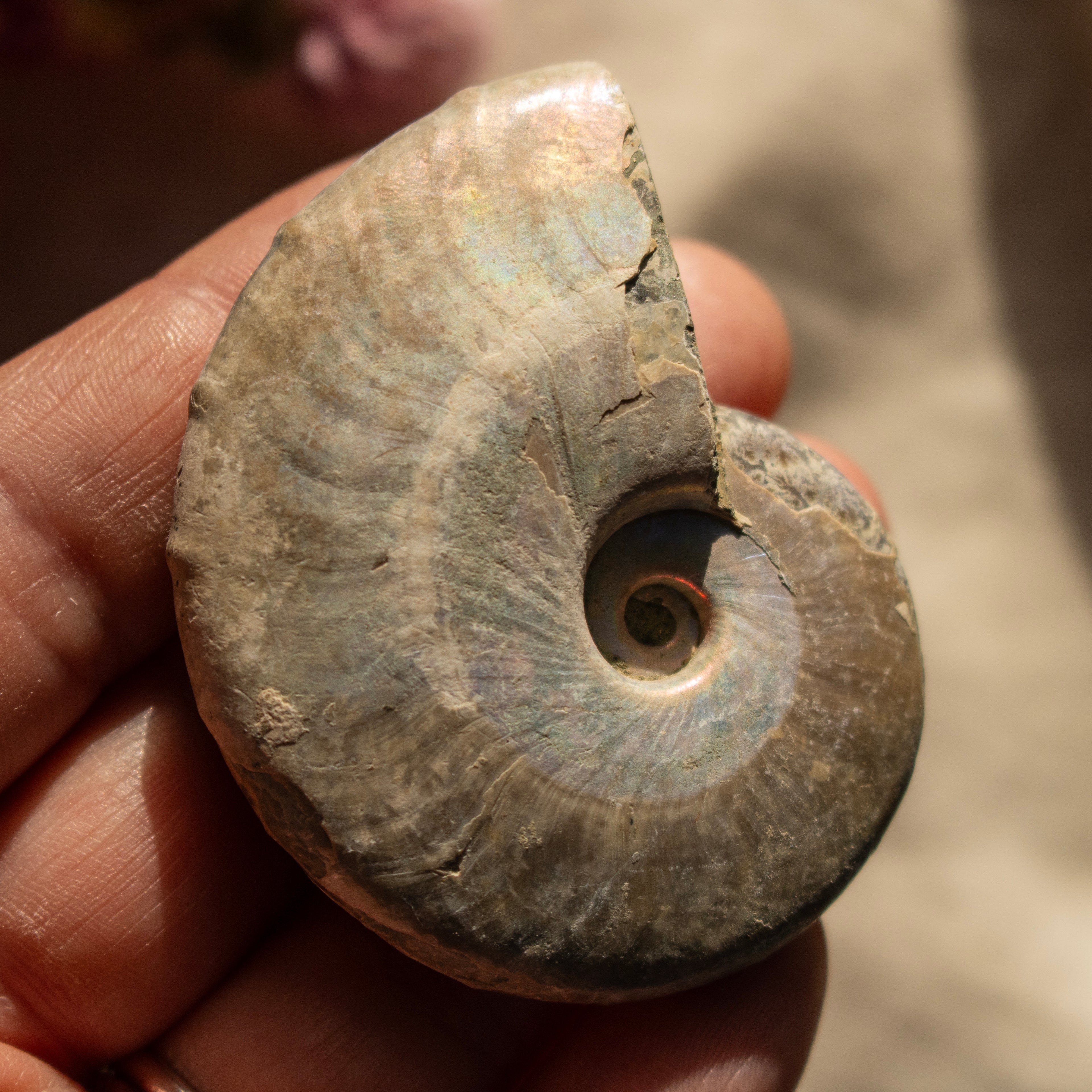 Ammonite Fossil with Natural White Iridescent Aragonite Coating