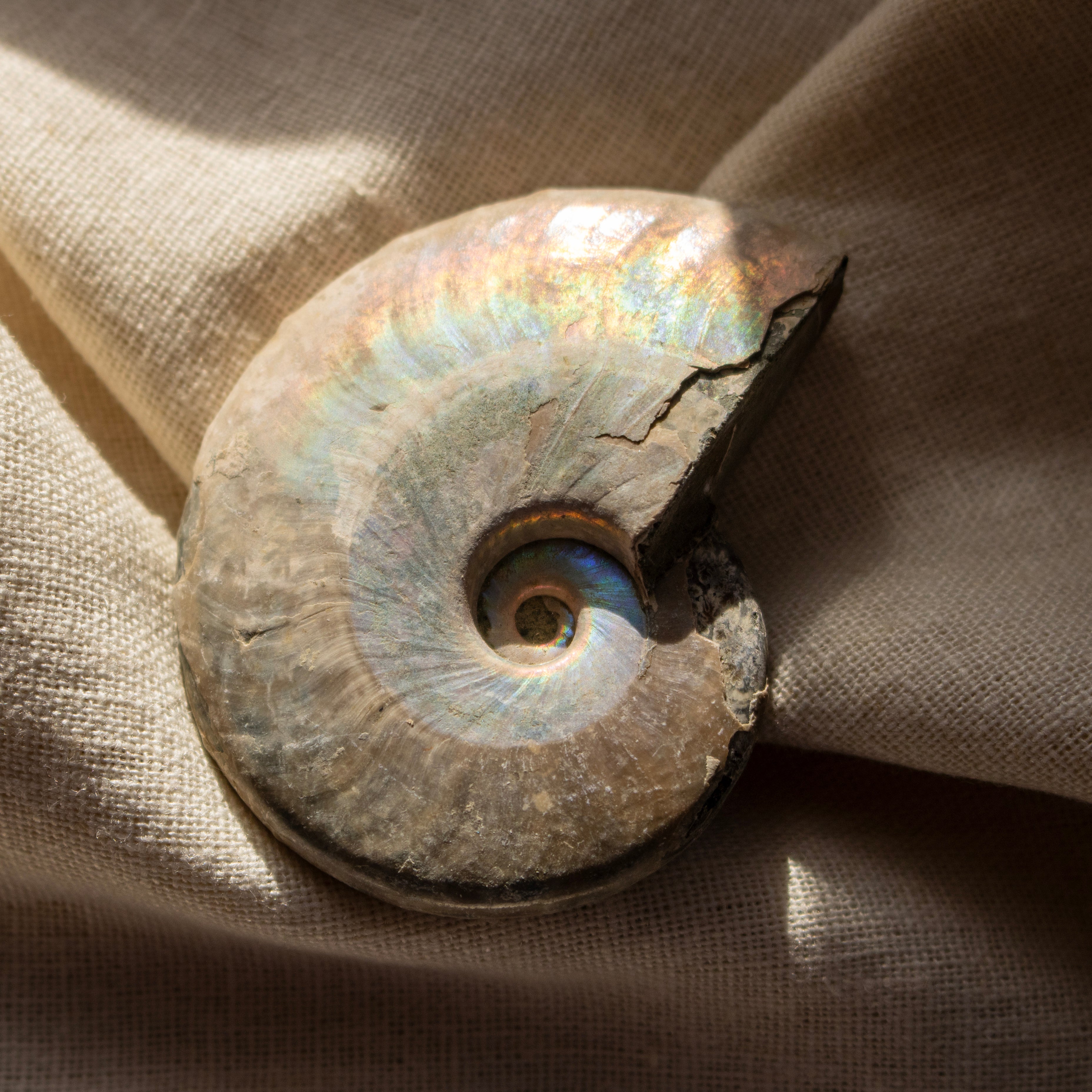 Ammonite Fossil with Natural White Iridescent Aragonite Coating