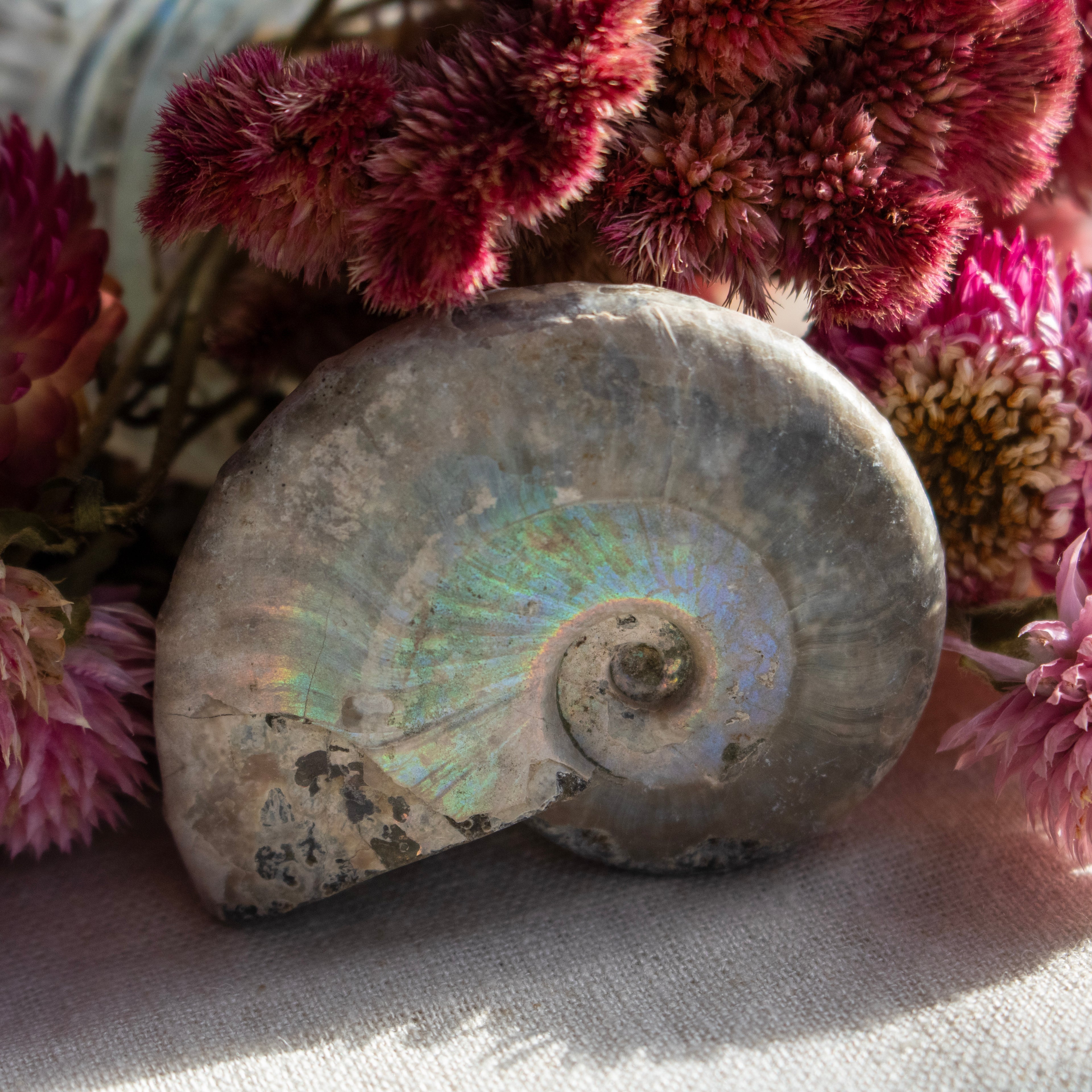 Ammonite Fossil with Natural White Iridescent Aragonite Coating