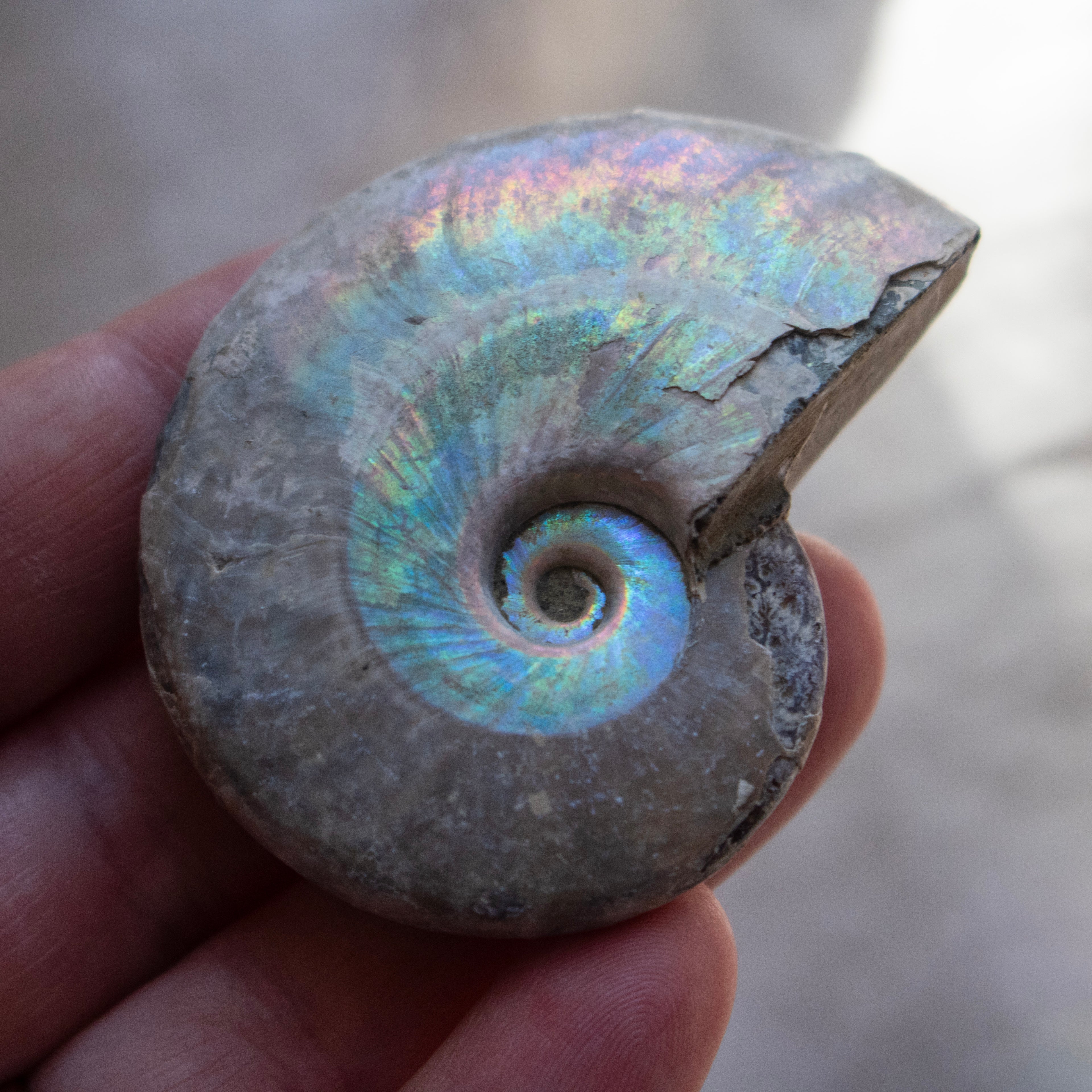 Ammonite Fossil with Natural White Iridescent Aragonite Coating