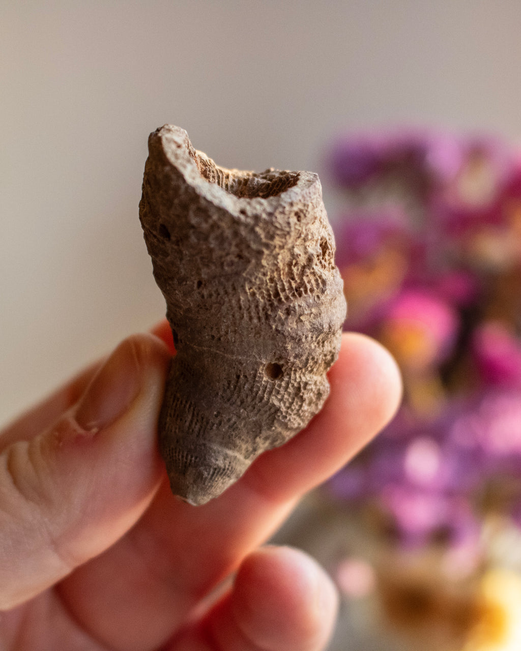 Fossilised Horn Coral