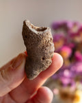 Fossilised Horn Coral