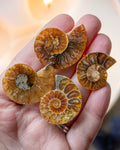four ammonite fossil halves, polished and showing all the chambers inside