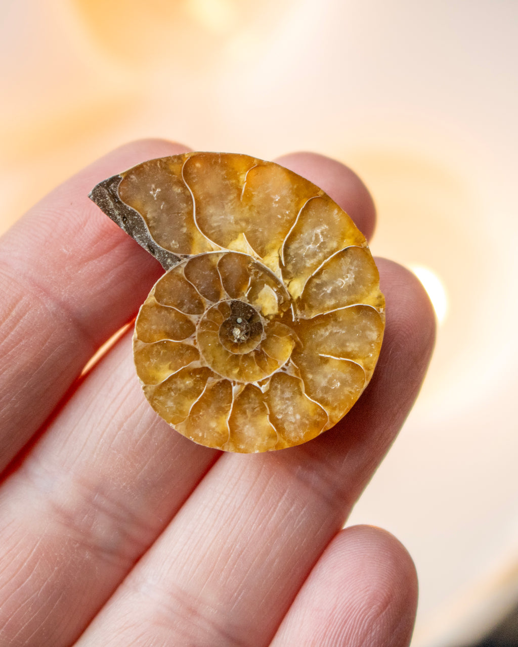 a ammonite fossil half, polished and showing all the chambers inside