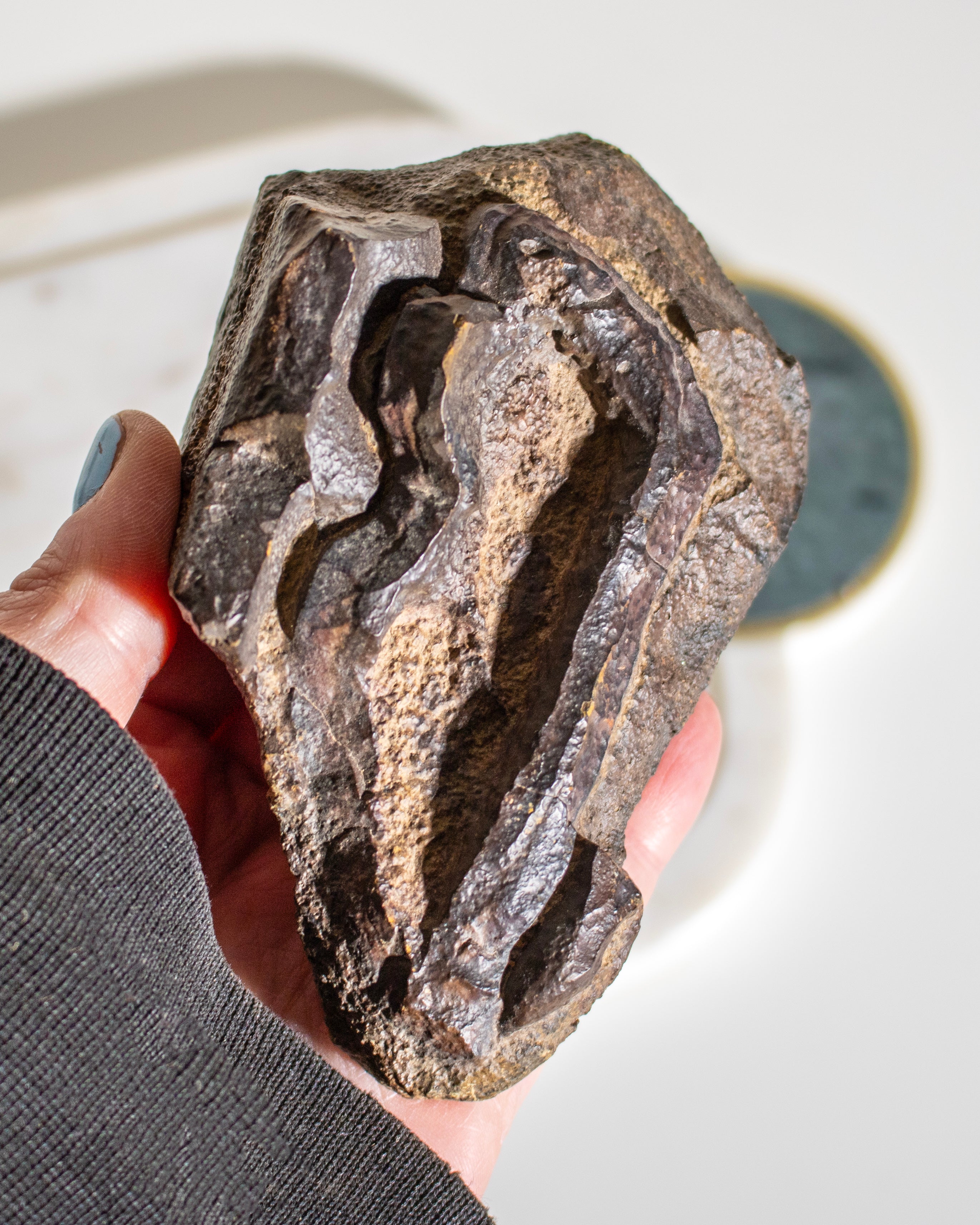 a large brown stone with concentric patterns being held in the hand