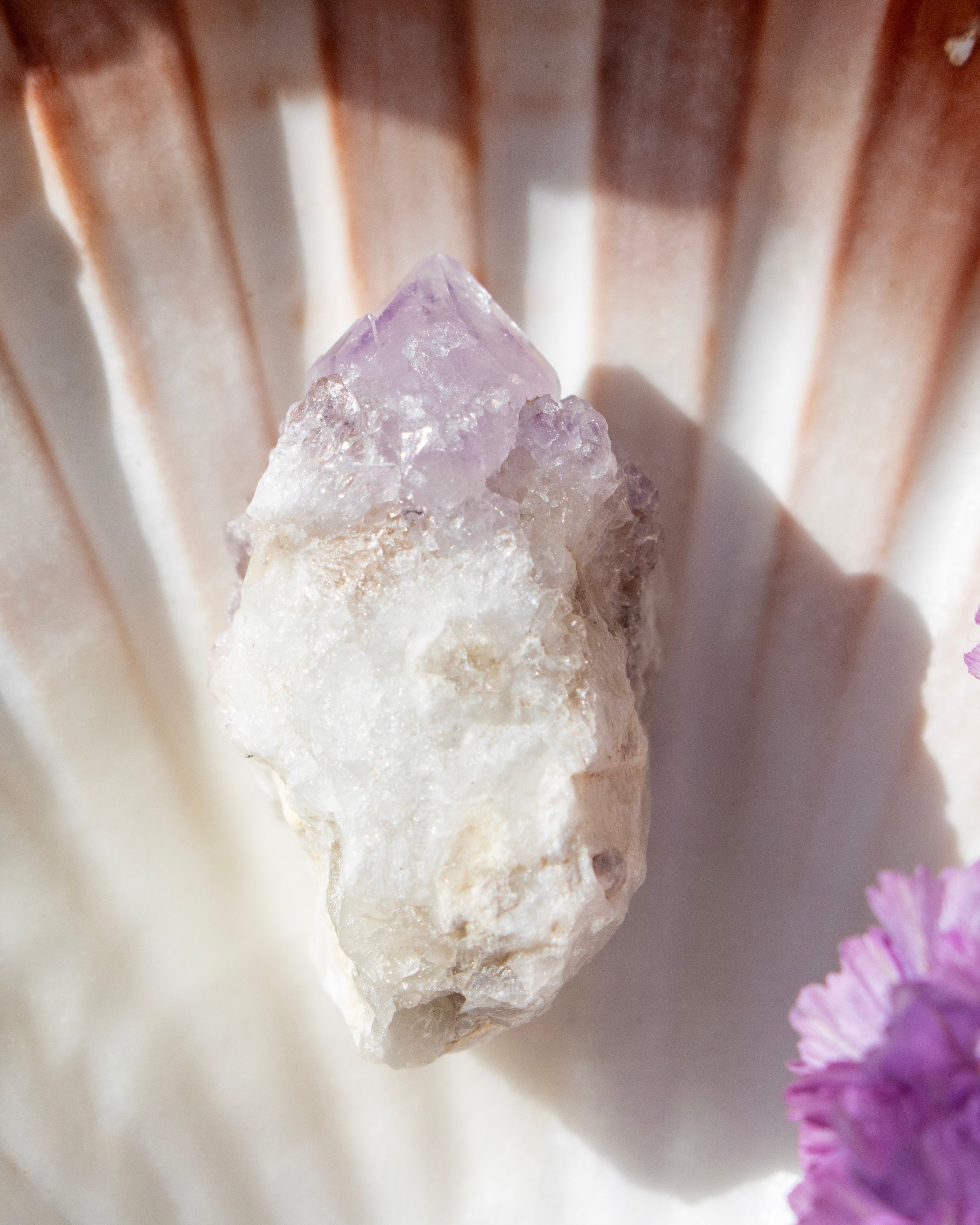 Amethyst crystal on a shell with soft lighting