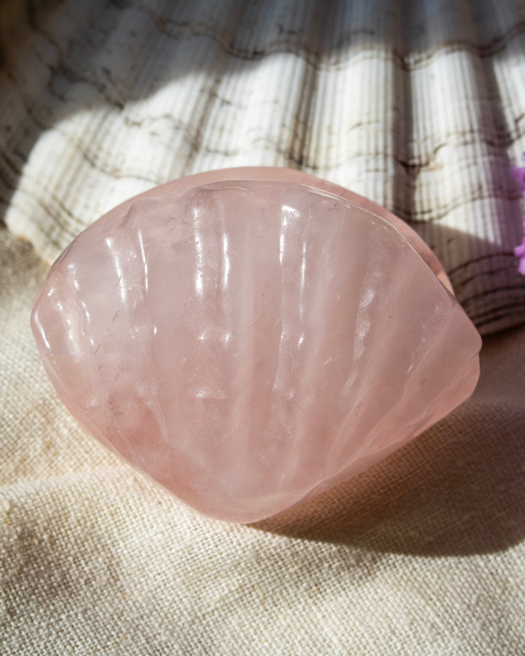 Pink shell on a textured fabric background