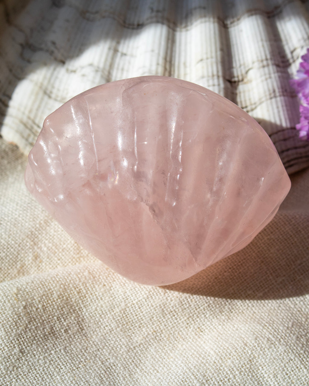 Pink shell on a textured fabric background