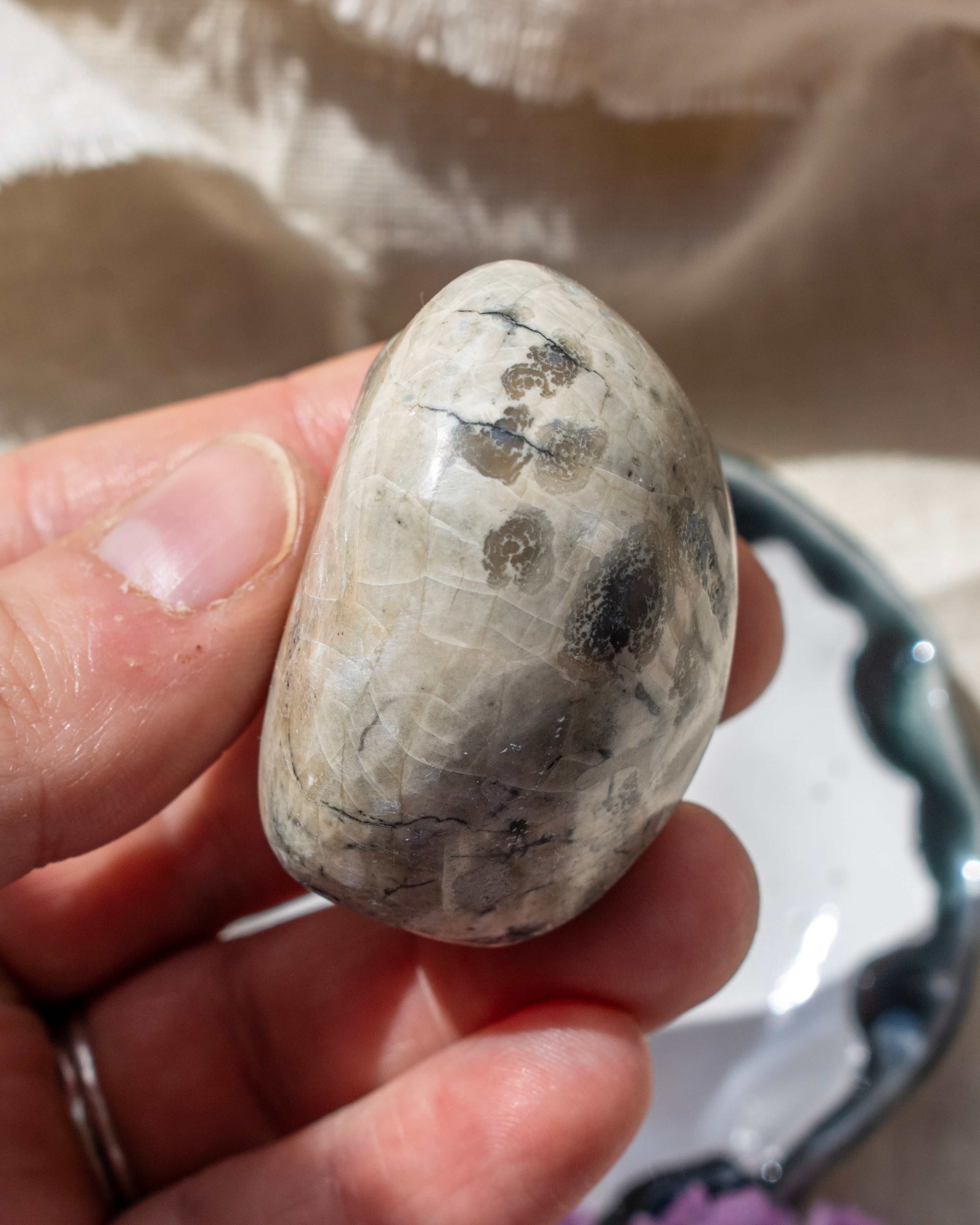 Sea Urchin Fossil (Micraster)