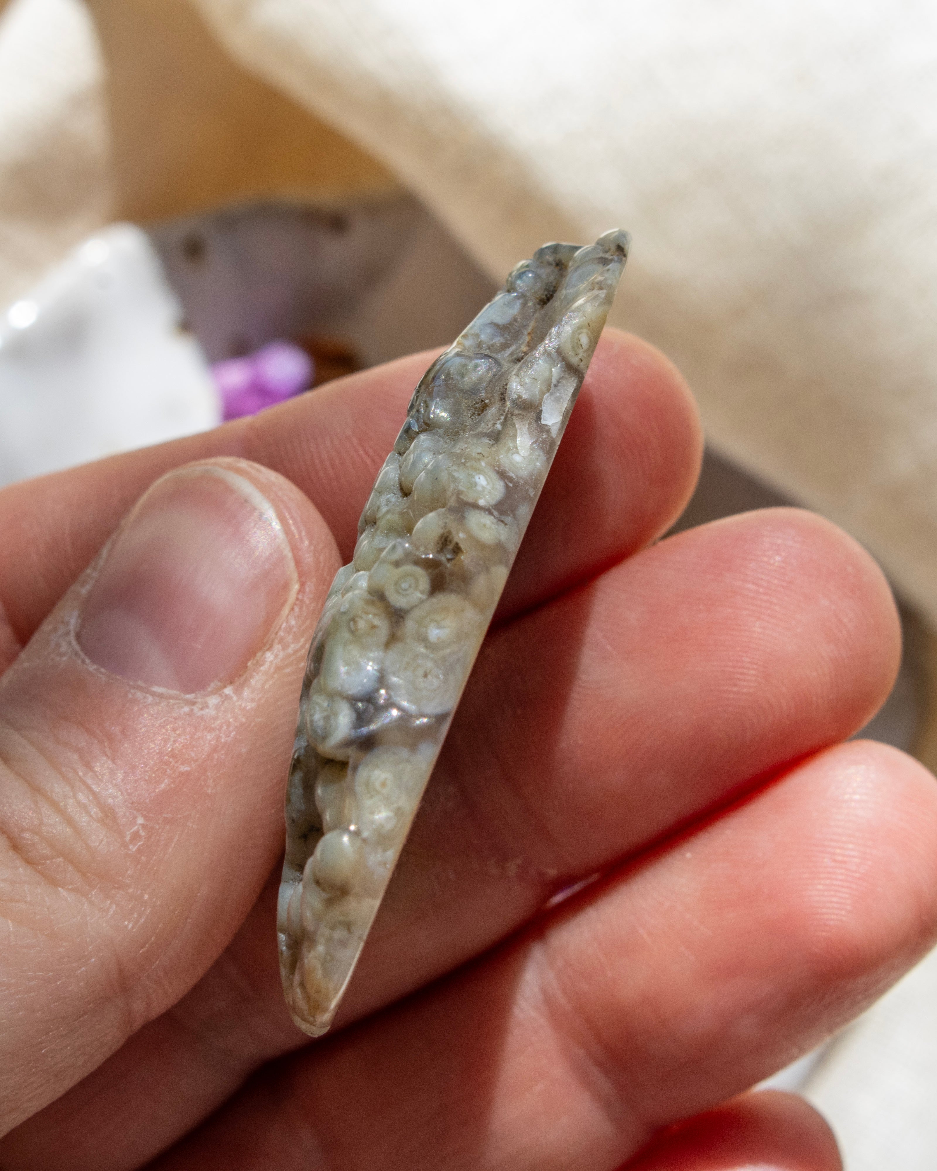 Hand holding a small shell with a textured surface