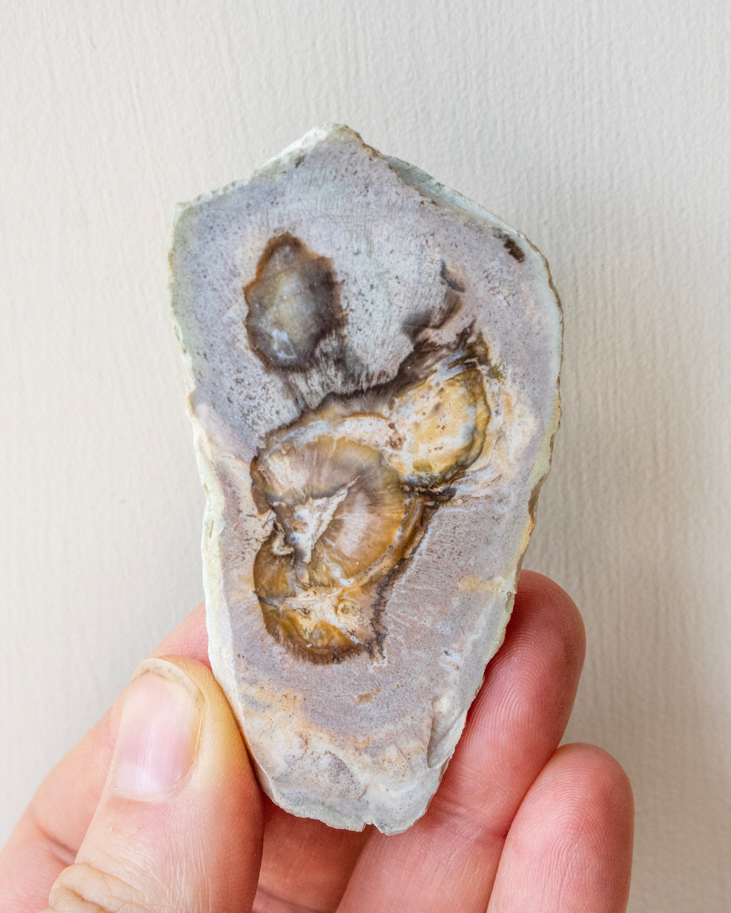 Hand holding a fossilized wood slice with a white background
