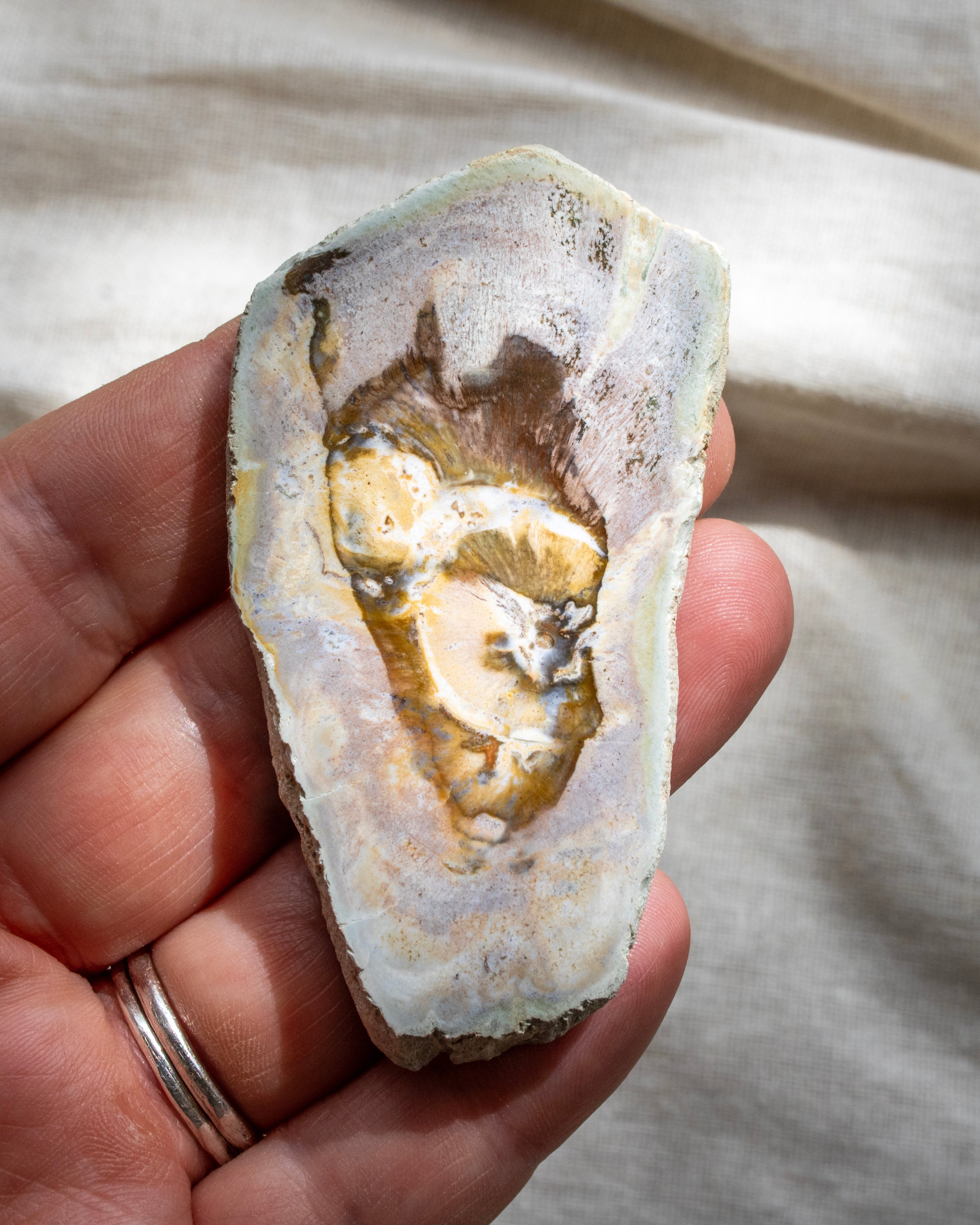 Hand holding a fossil wood slice against a neutral background