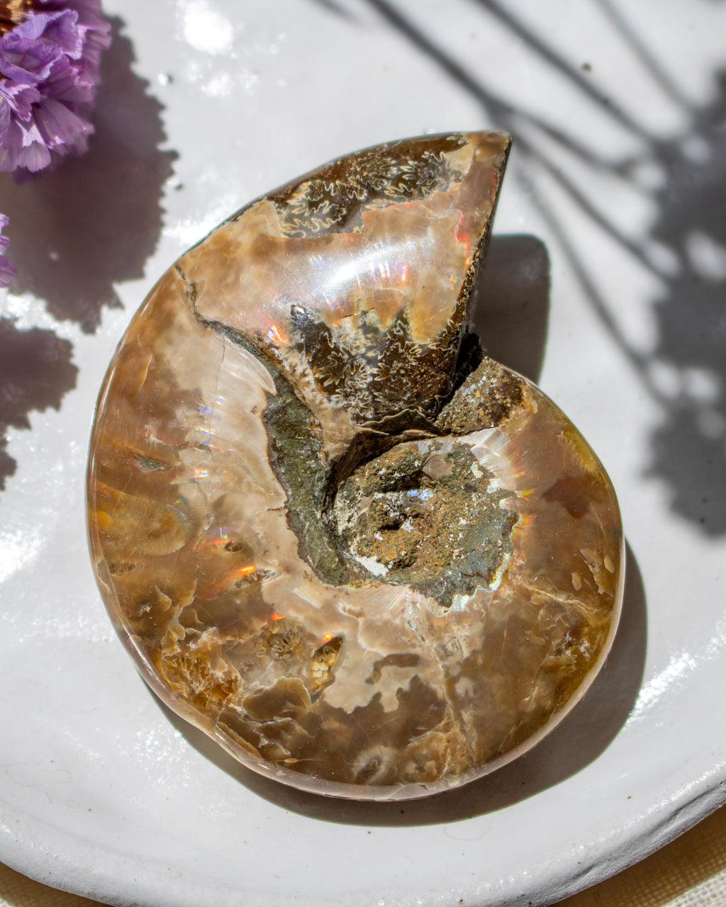A polished fossilized ammonite shell specimen with a smooth, glossy surface, showcasing natural brown, beige, and gray mineral textures. It is displayed on a white ceramic plate with soft shadows and a small purple flower in the corner.