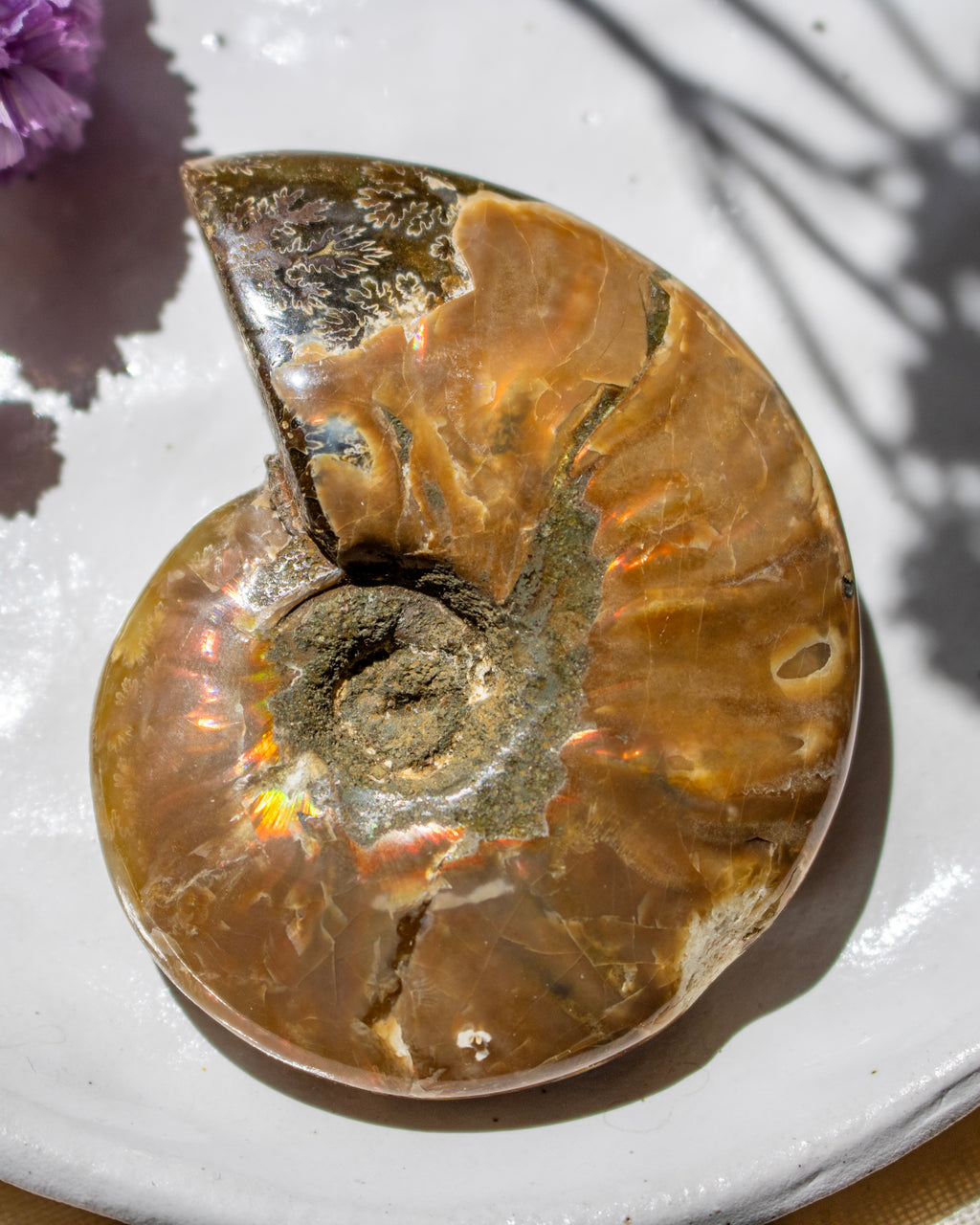 A polished fossilized ammonite shell with iridescent brown, gold, and gray tones, resting on a white ceramic plate with soft shadows.
