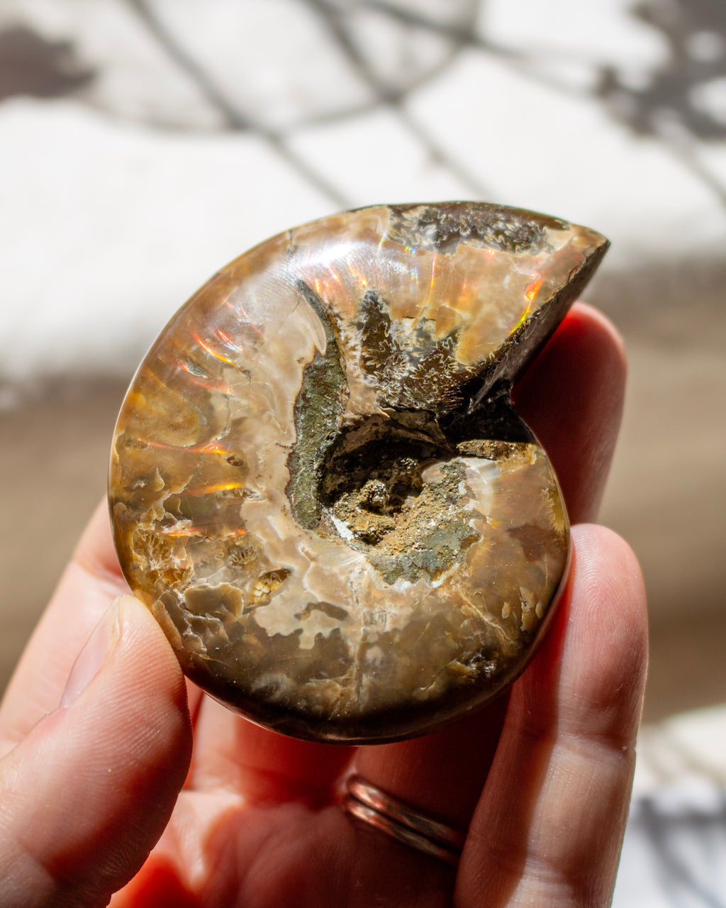 A polished spiral-shaped fossil stone, likely an ammonite, held in a person's hand against a softly blurred outdoor background with dappled sunlight.