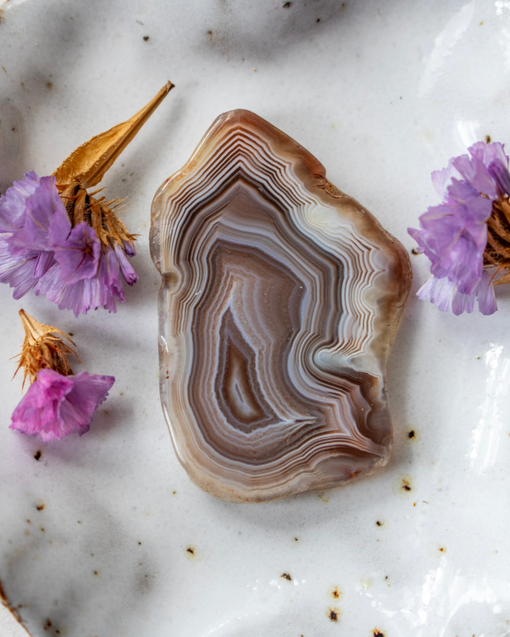 A polished slice of agate or banded stone with concentric brown, beige, gray, and white bands, arranged on a white textured surface with small dried flowers around it.
