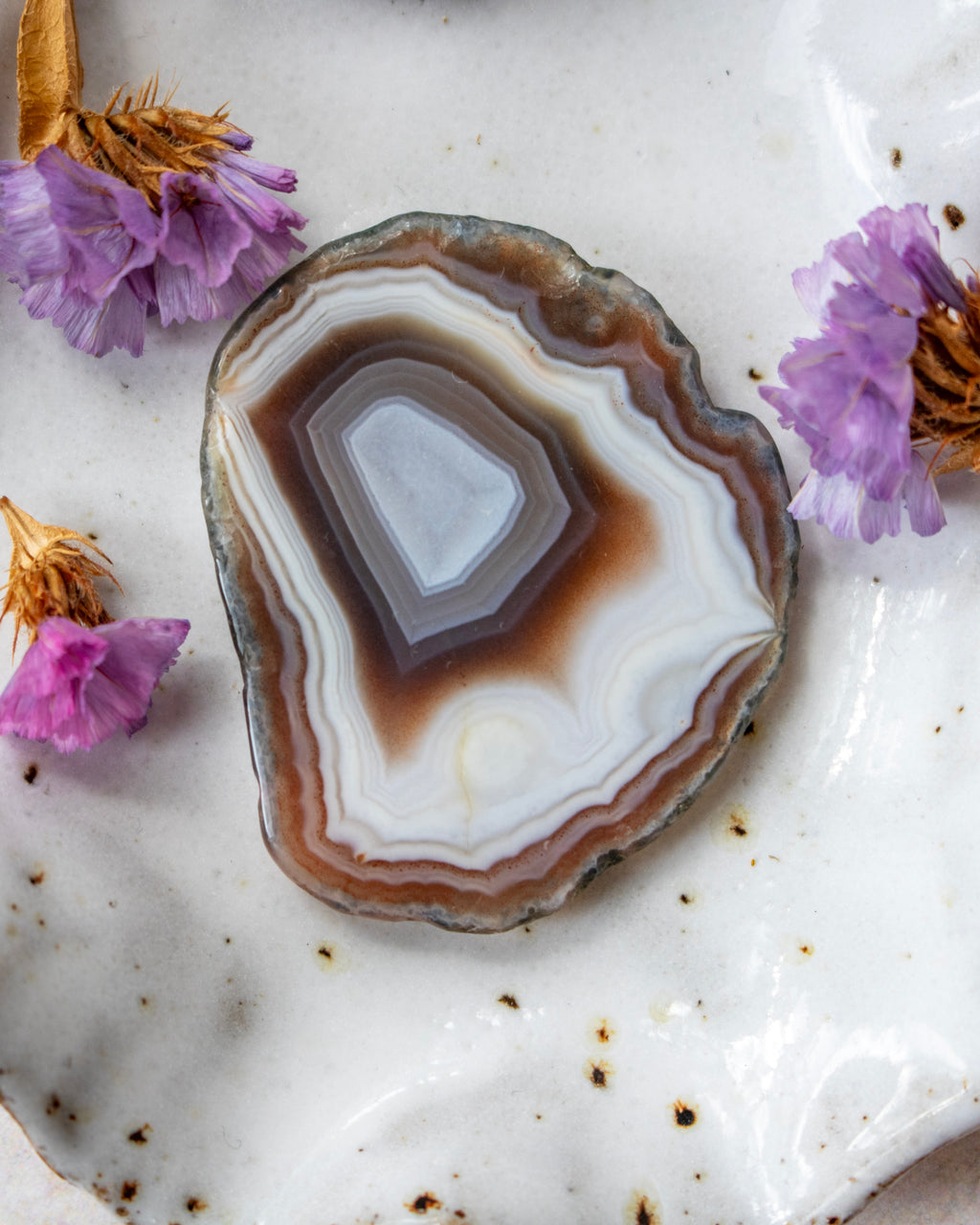 A polished slice of agate stone with concentric bands of white, brown, gray, and black, styled on a white speckled ceramic plate with dried purple flowers.