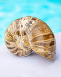 A polished nautilus shell sculpture with natural brown, beige, and cream banding, displayed on a white surface with a bright turquoise blue water-like background.