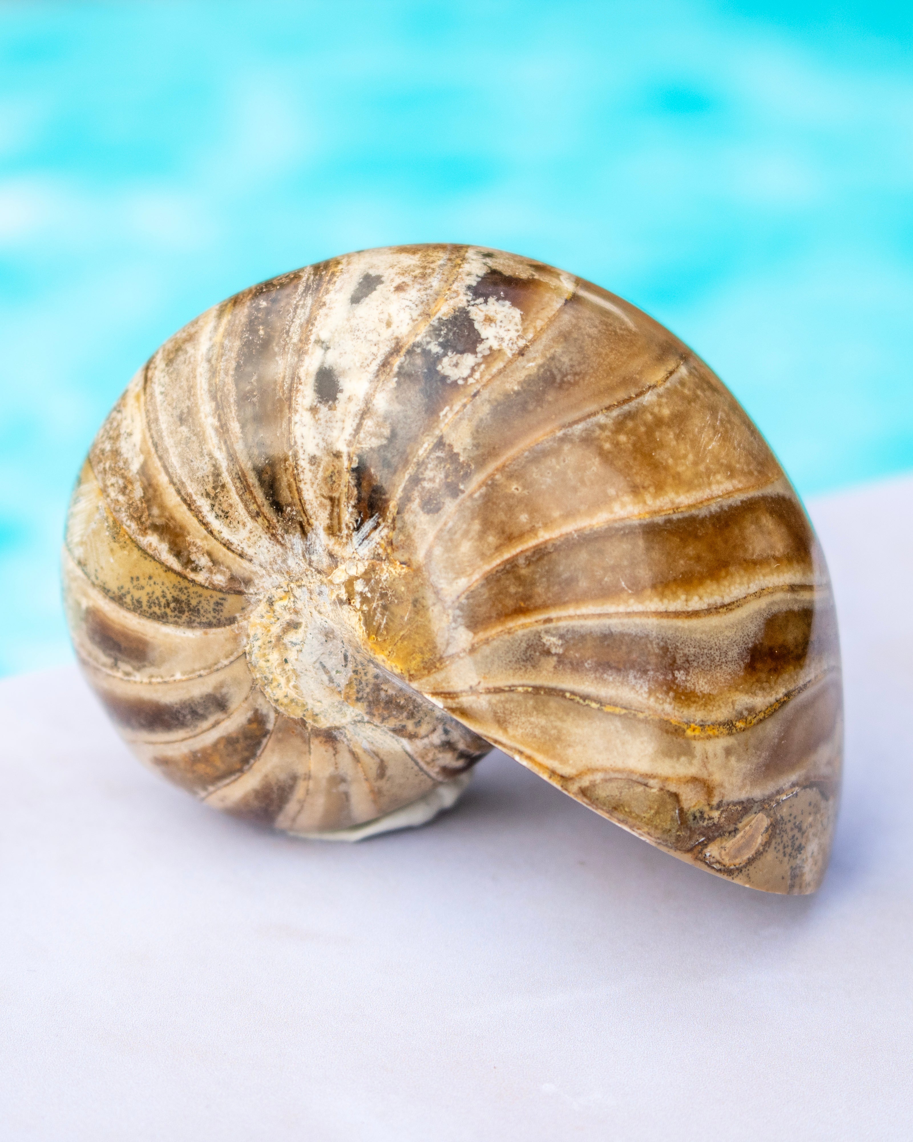 A polished nautilus shell sculpture with natural brown, beige, and cream banding, displayed on a white surface with a bright turquoise blue water-like background.