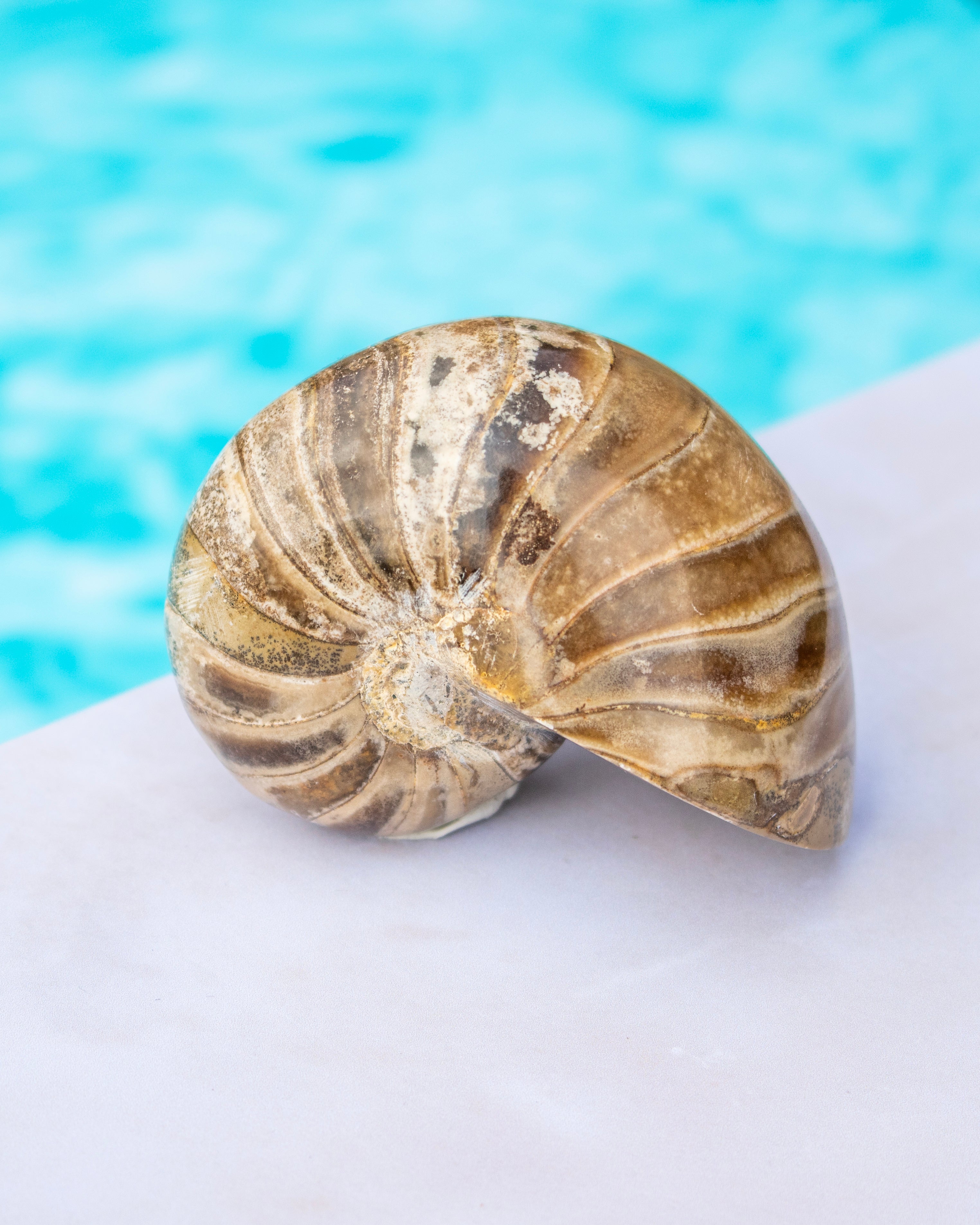 A polished natural nautilus shell with brown, beige, and cream banding, resting on a white surface with a blurred turquoise blue background.