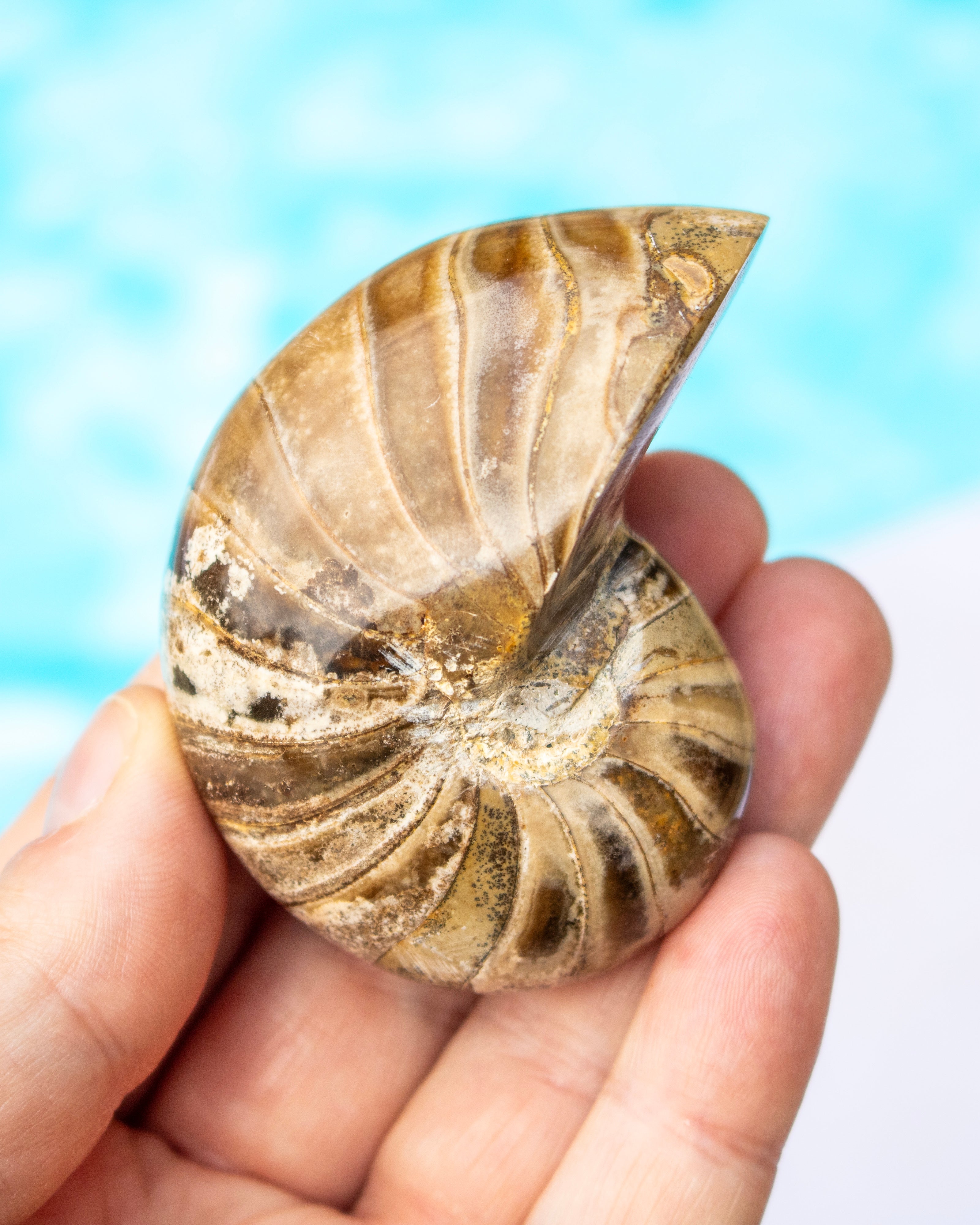 A polished brown and beige nautilus shell ornament held in a person's hand against a bright blue and white blurred background.