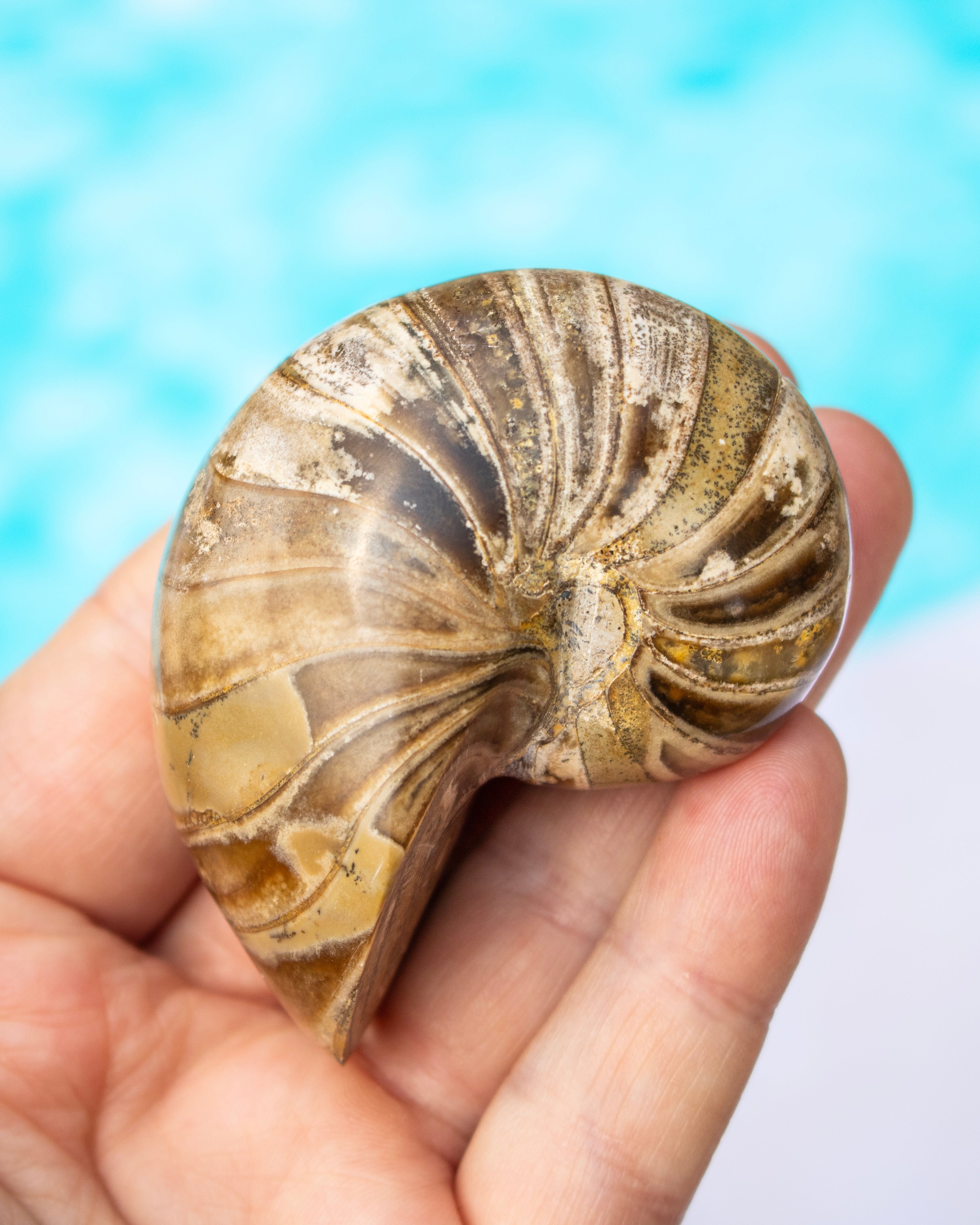 A polished stone ammonite shell held in a person's hand against a bright turquoise water-like background.