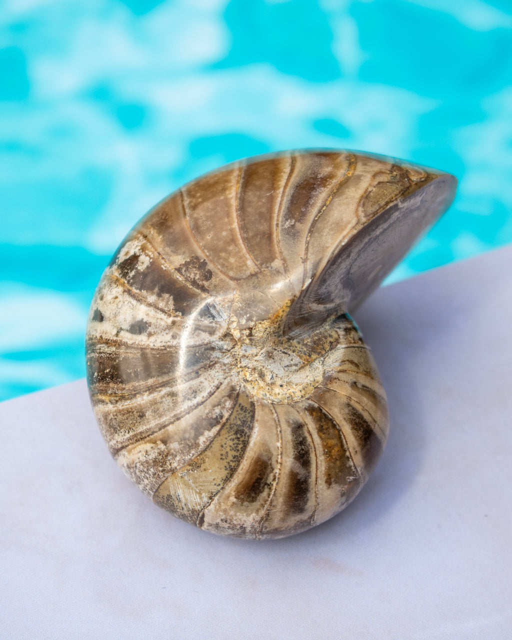 A polished natural ammonite shell specimen with concentric bands of brown, beige, and gray, resting on a light surface with a bright blue water-like background.