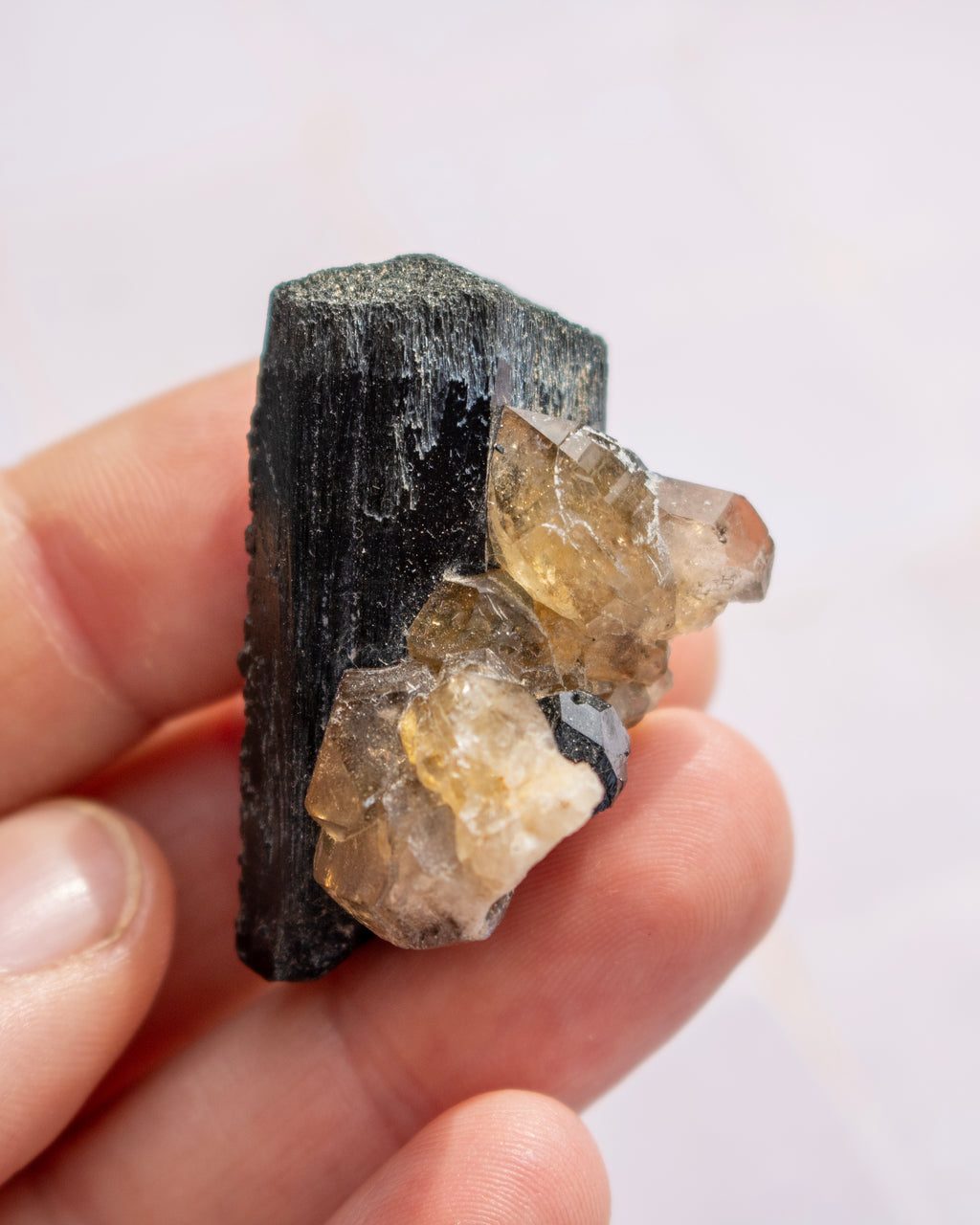 A hand holding a natural mineral specimen featuring a dark, textured black matrix with prominent translucent yellowish-brown quartz crystal clusters.
