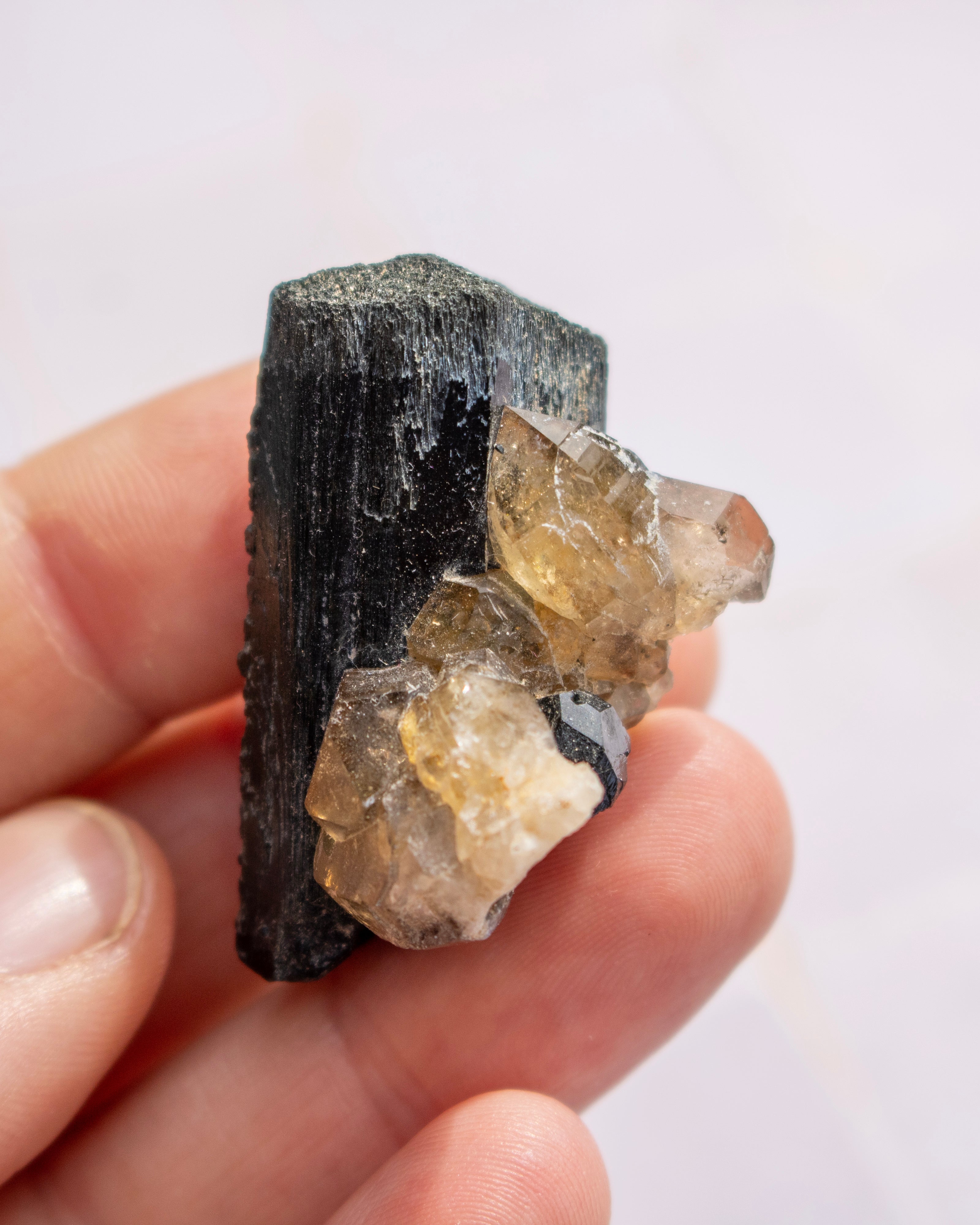 A hand holding a natural mineral specimen featuring a dark, textured black matrix with prominent translucent yellowish-brown quartz crystal clusters.