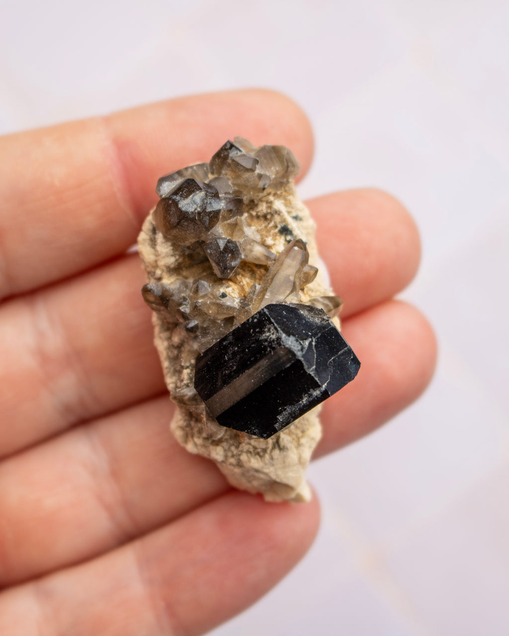 A hand holding a mineral specimen featuring a prominent black crystal on a beige matrix with smaller smoky gray crystals, set against a soft light gray background.