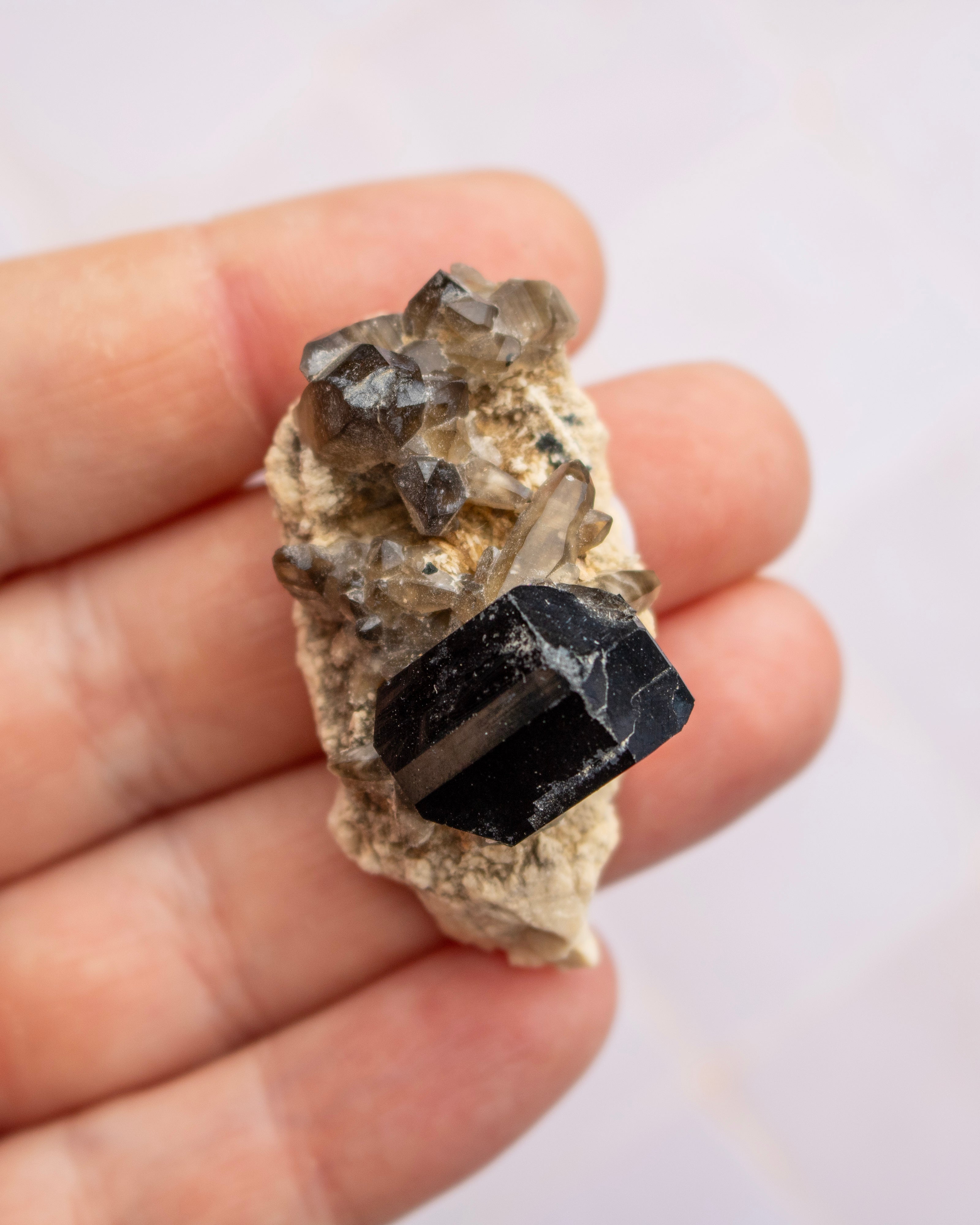 A hand holding a mineral specimen featuring a prominent black crystal on a beige matrix with smaller smoky gray crystals, set against a soft light gray background.