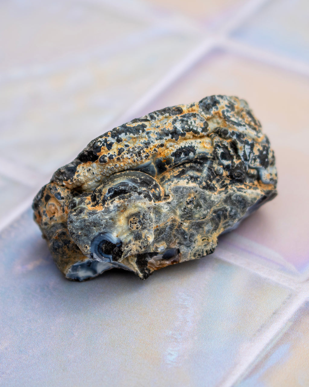 A rough, textured natural stone or mineral specimen with a mottled pattern of black, gray, tan, and metallic gold, resting on a glossy, iridescent tile surface.